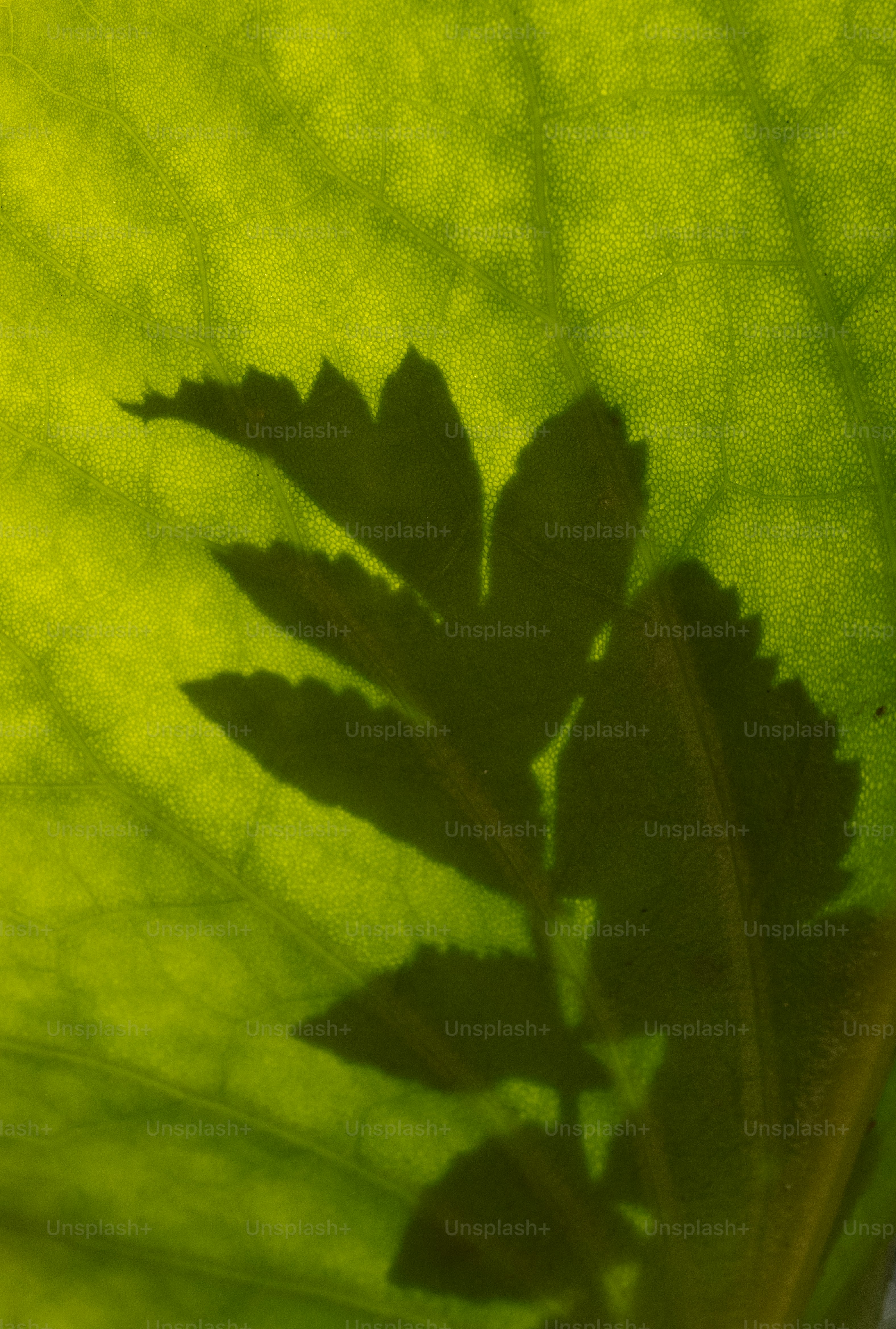 Sombra de uma folha de samambaia sobre uma folha verde vibrante.