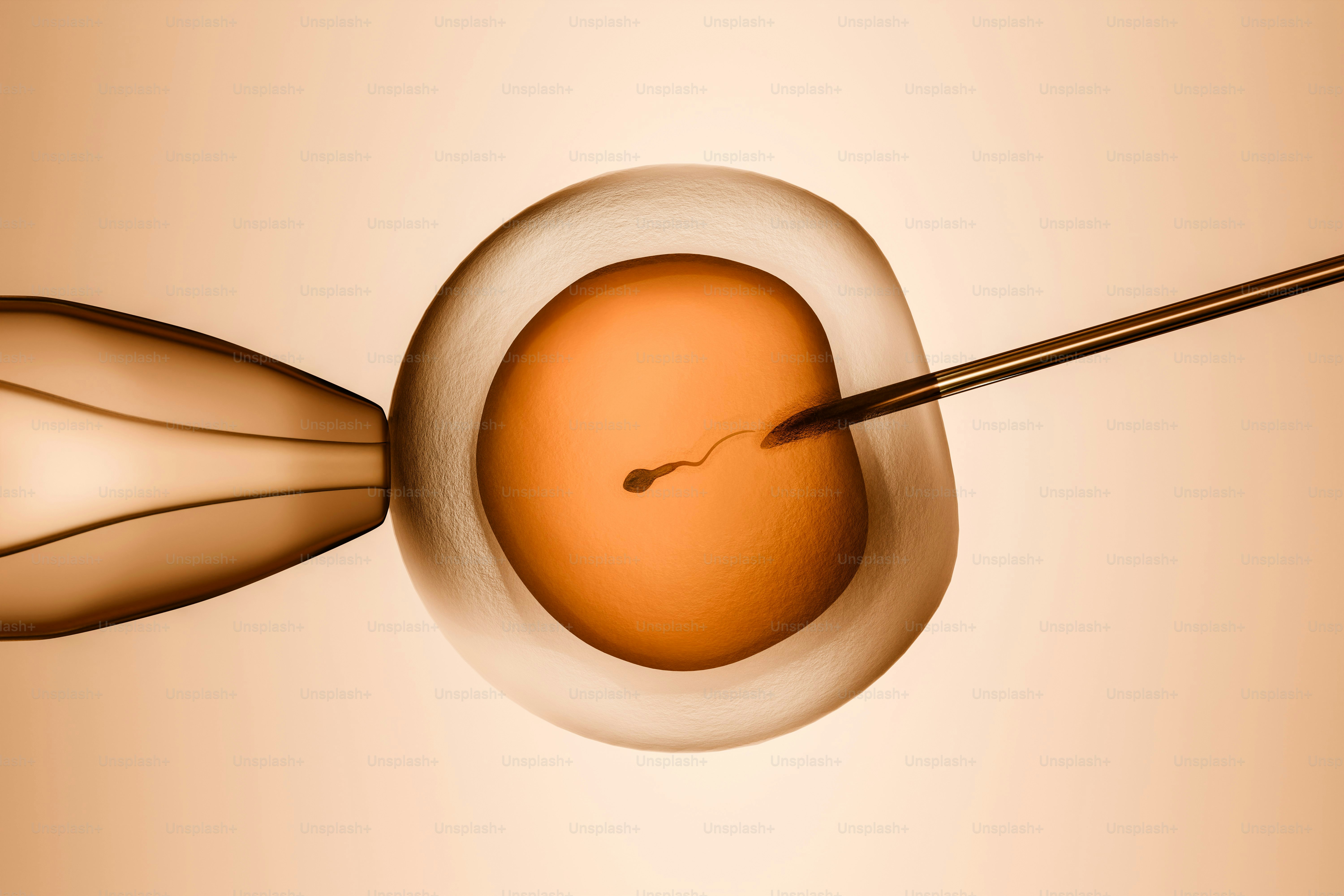 Sperm being injected into an egg cell during ivf.