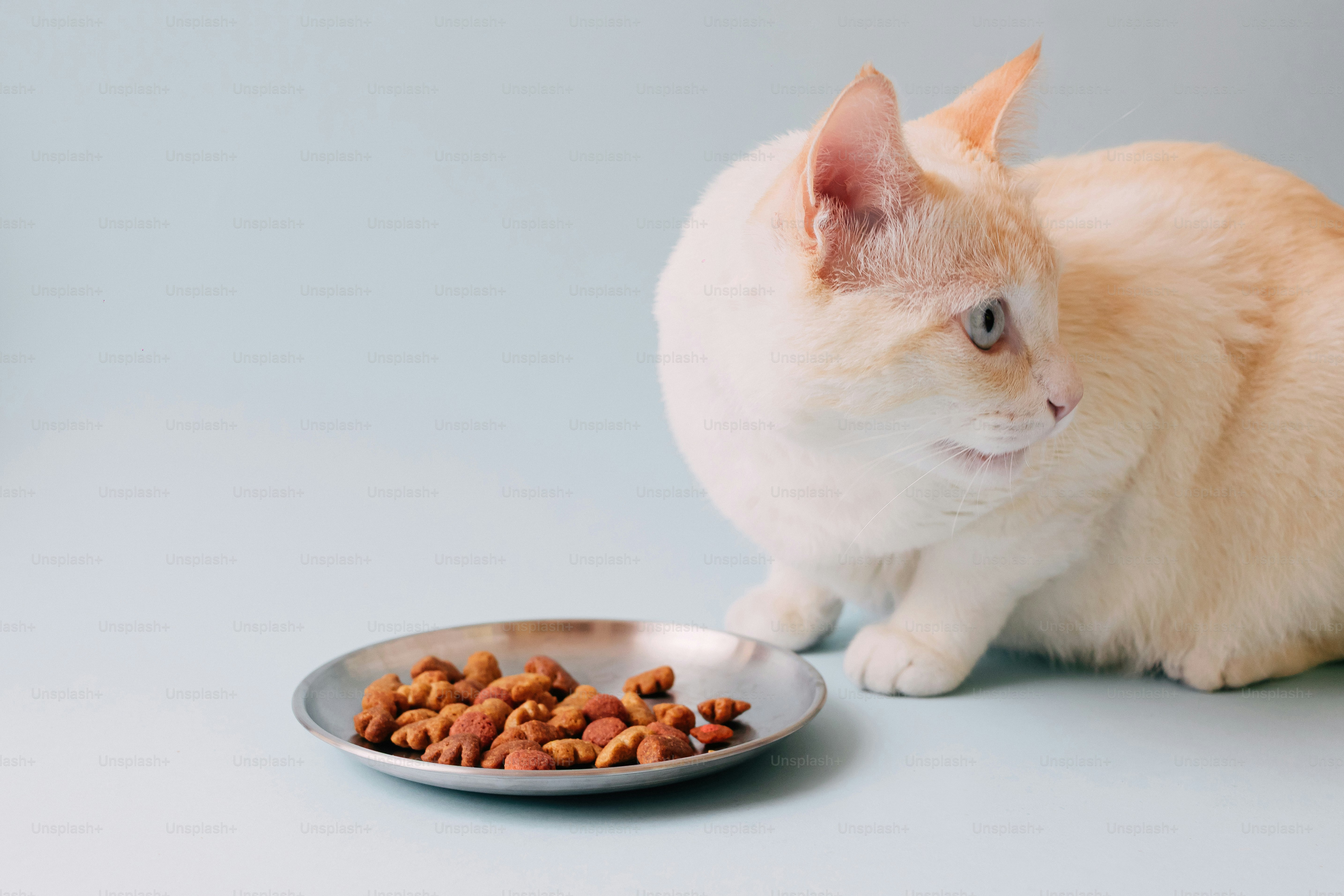 Krim kucing dengan semangkuk makanan kering.