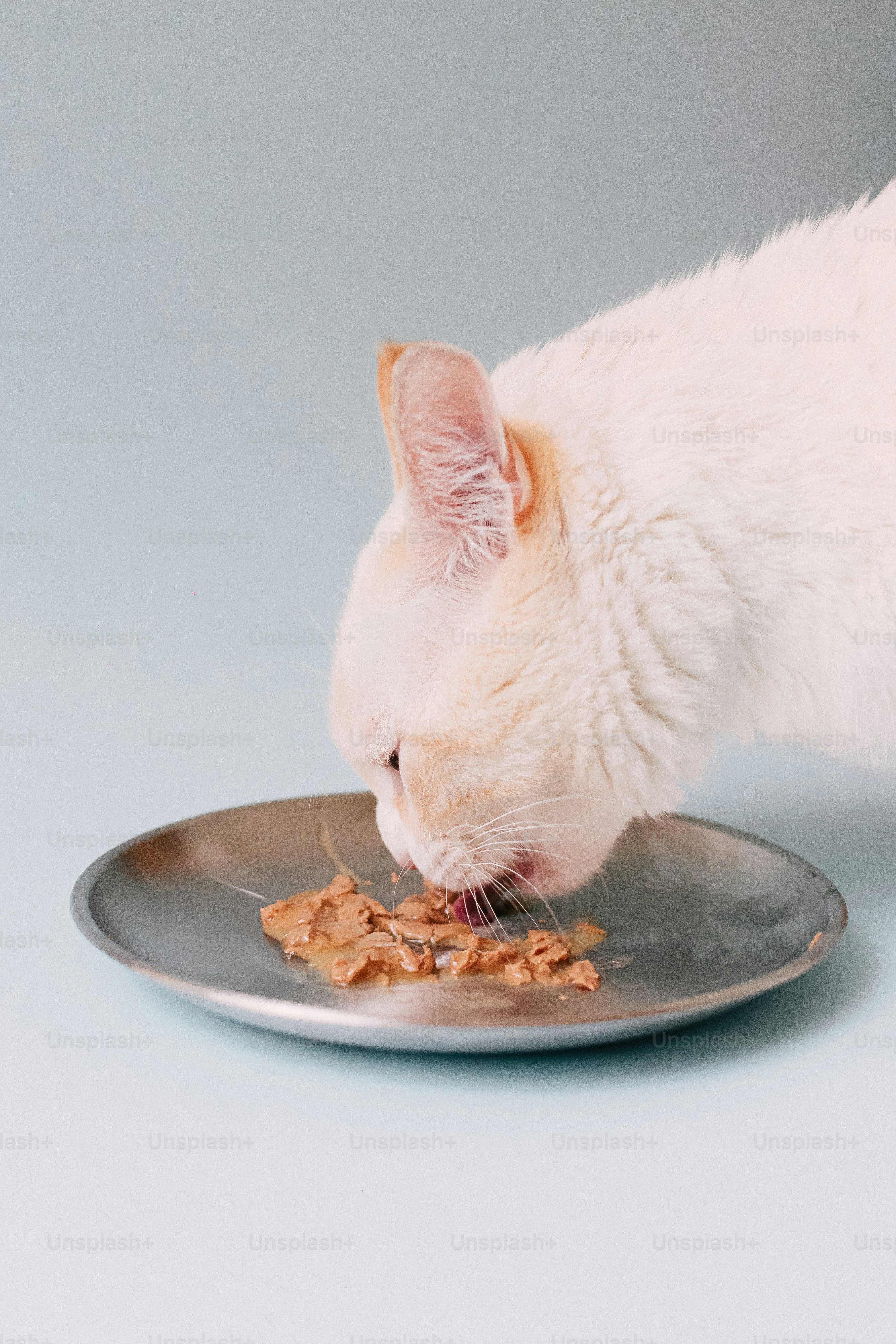 Seekor kucing putih makan makanan basah dari piring perak.