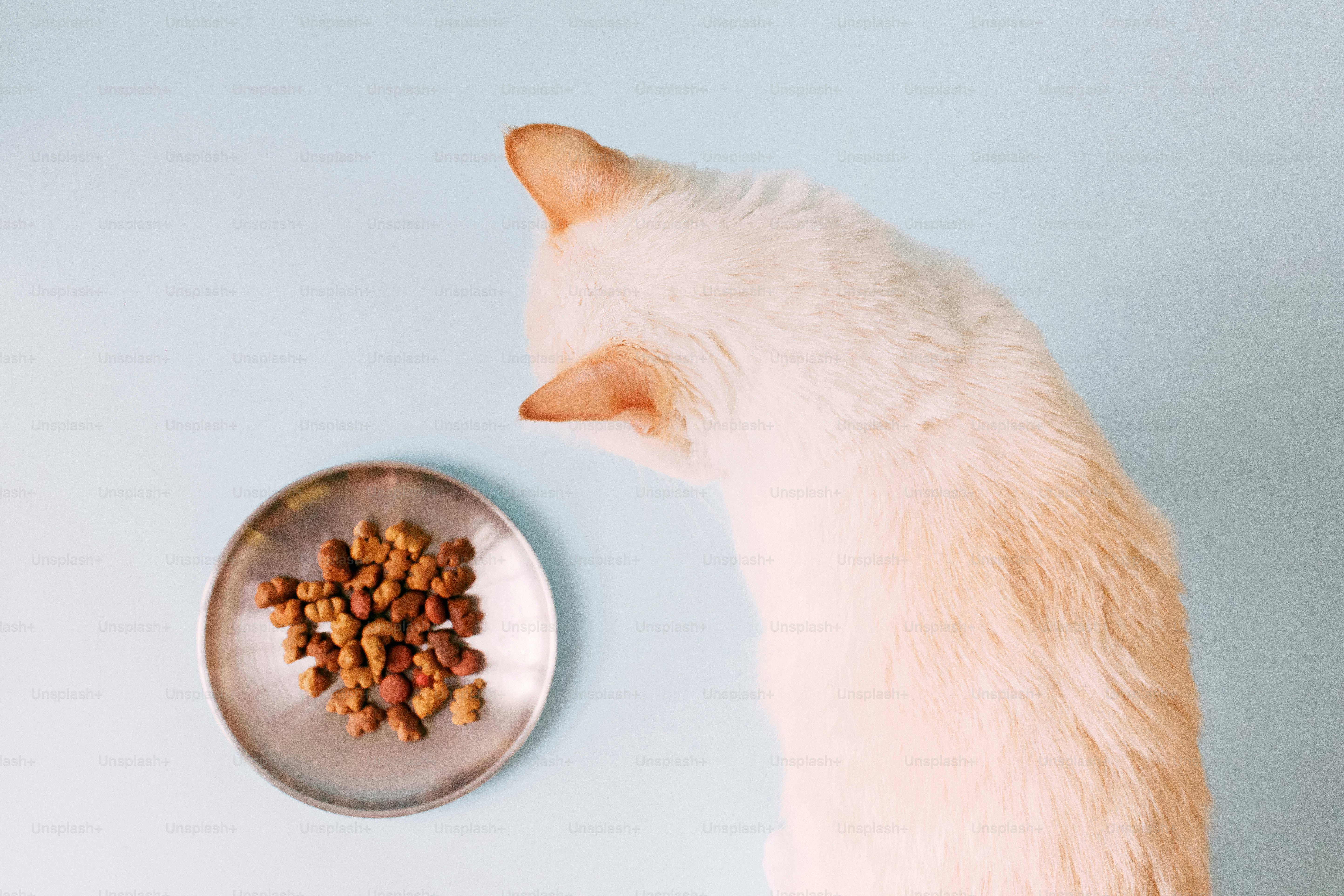 Seekor kucing berwarna terang melihat semangkuk makanan kering.