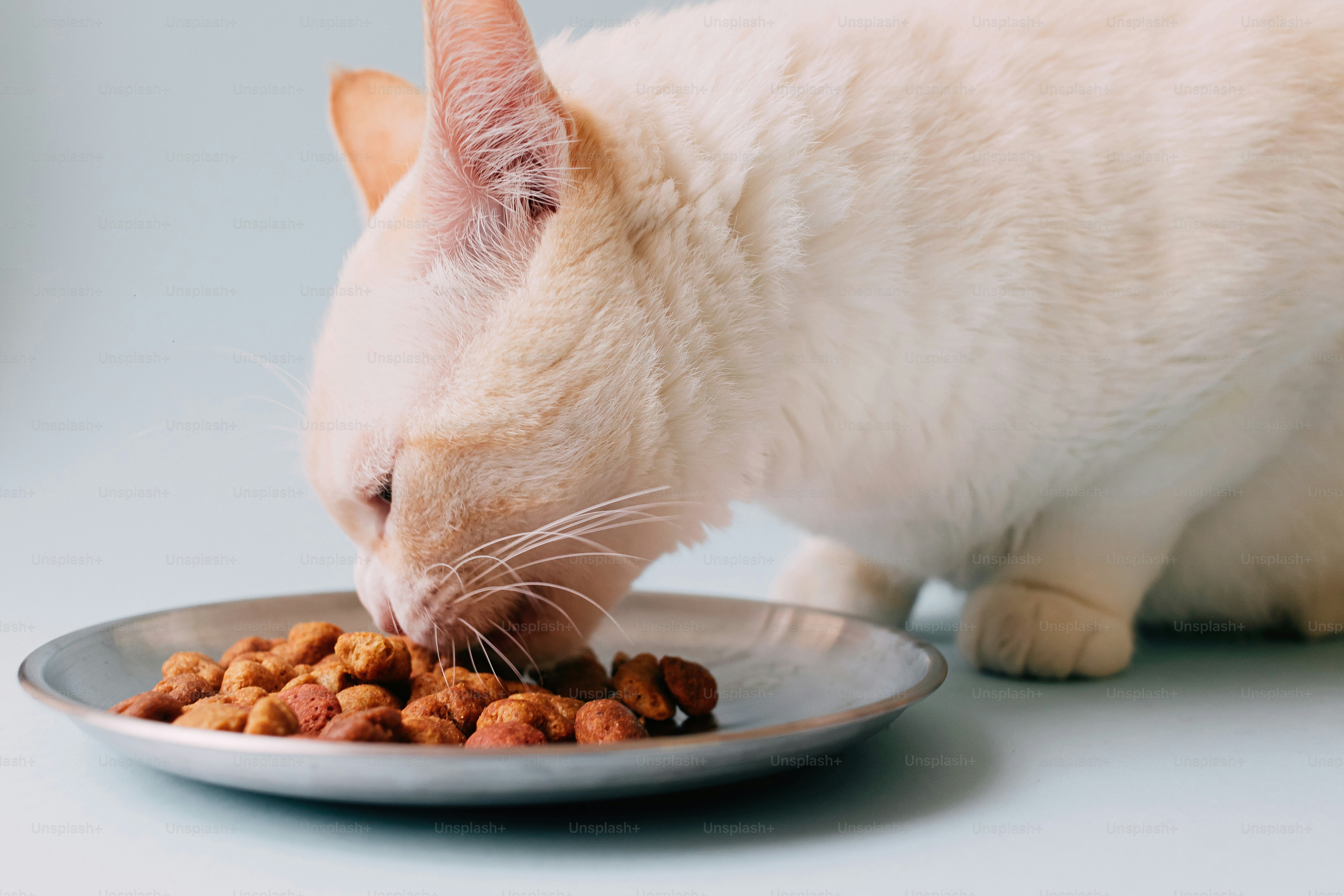 Seekor kucing berwarna terang makan makanan kering dari mangkuk logam.
