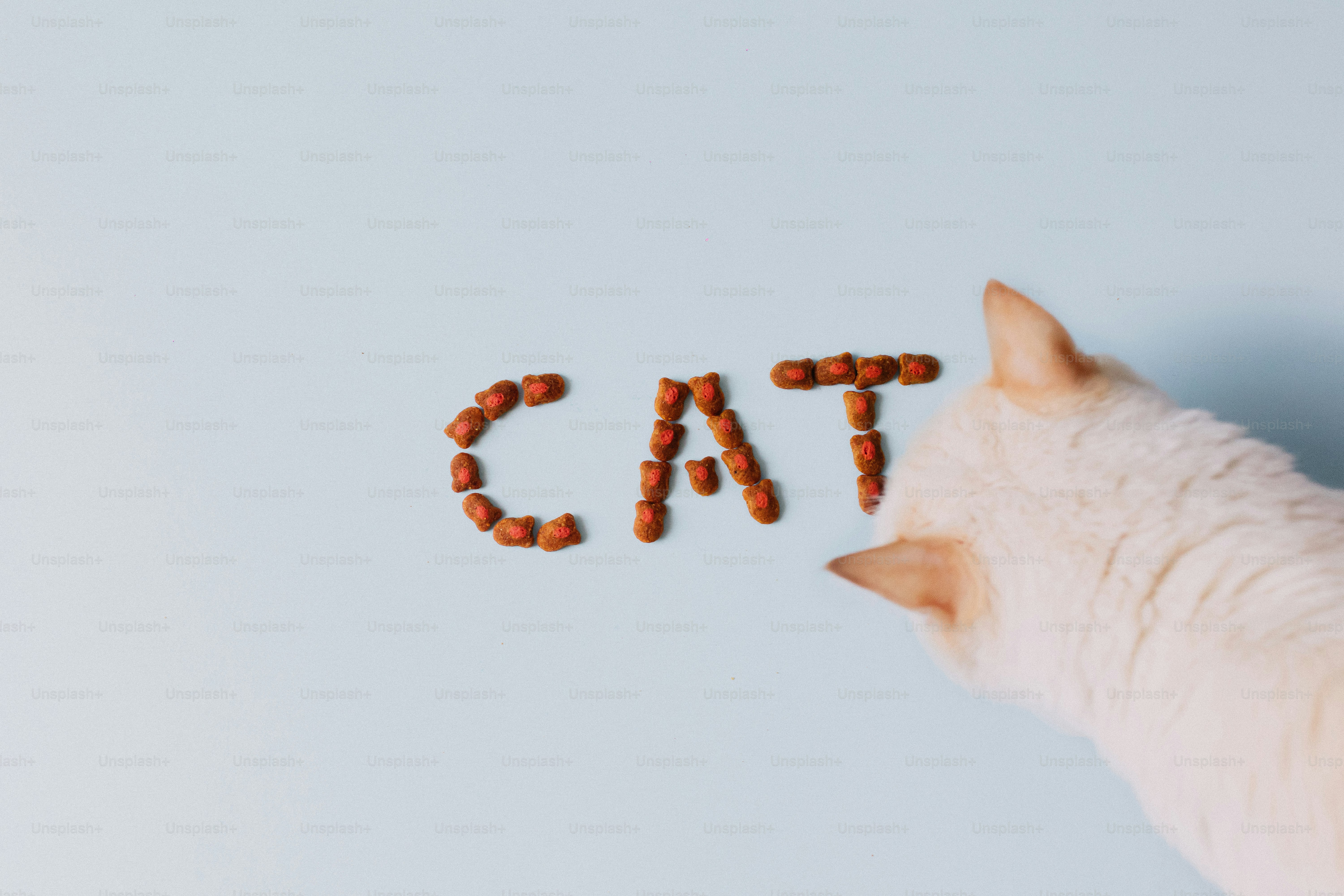 Kucing putih melihat "kucing" dieja dengan kibble di atas warna biru.