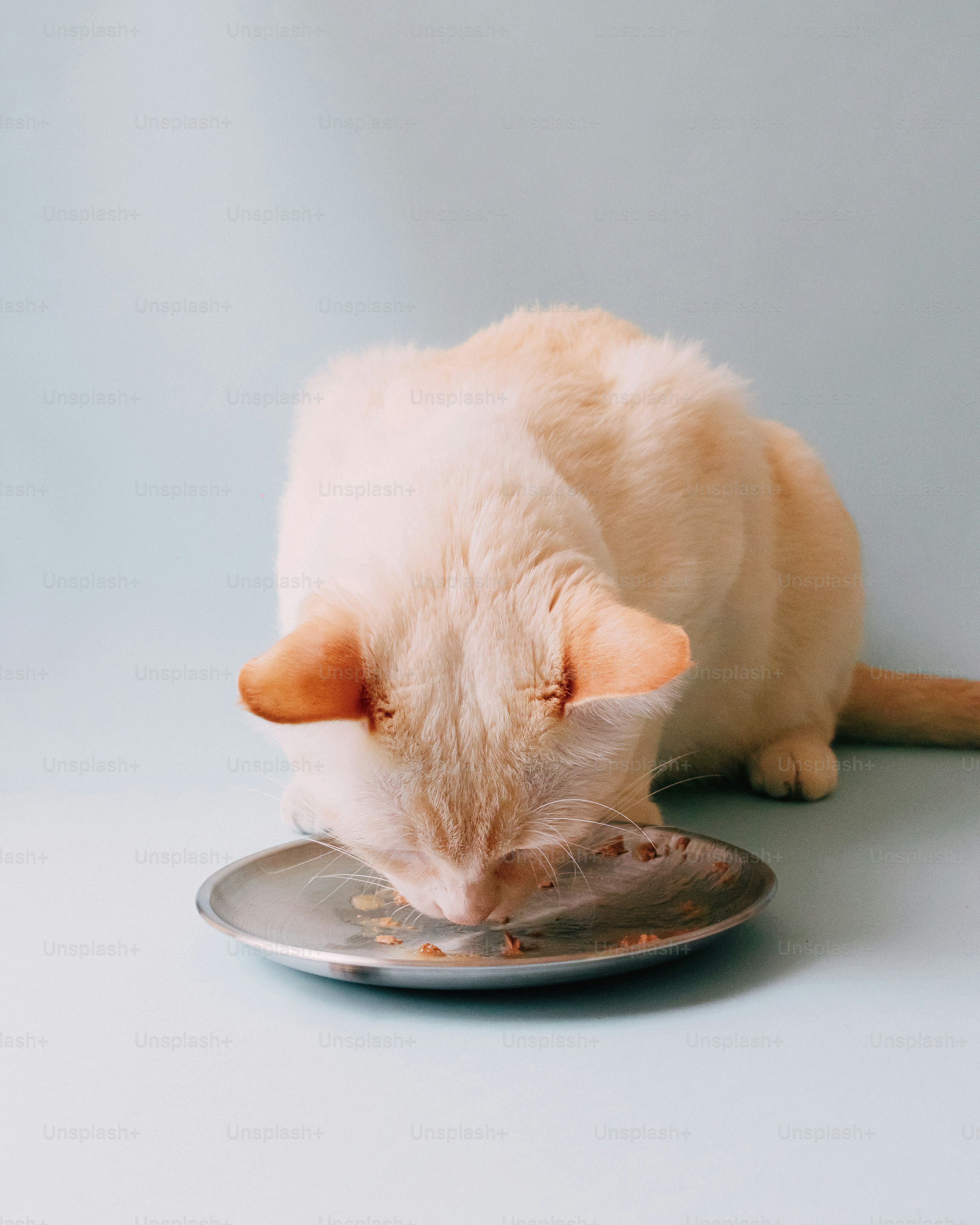 Seekor kucing berwarna terang makan dari mangkuk logam.