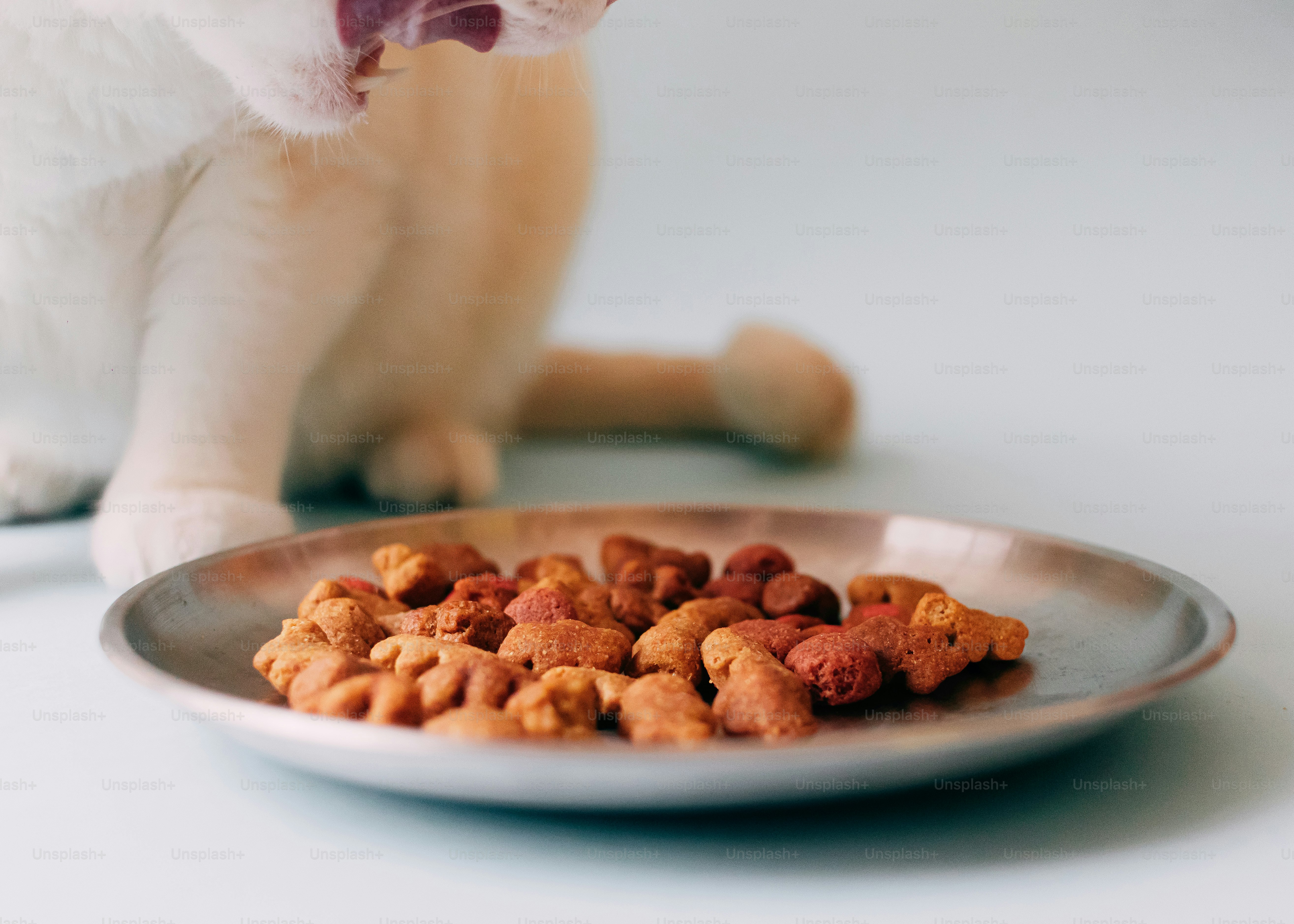 Kucing putih makan makanan hewan peliharaan kering dari mangkuk.