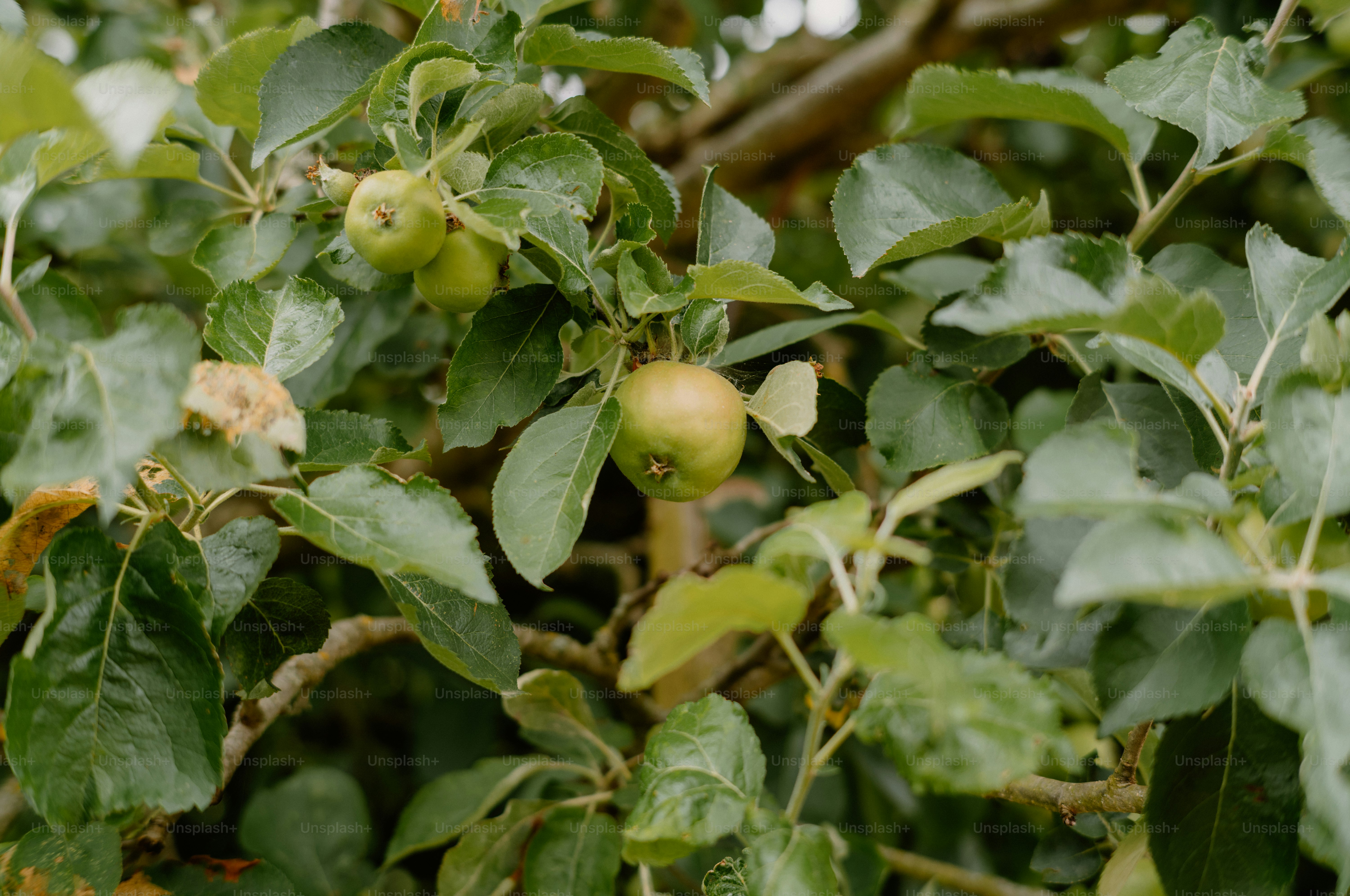 Green apples growing on a tree with lush leaves.