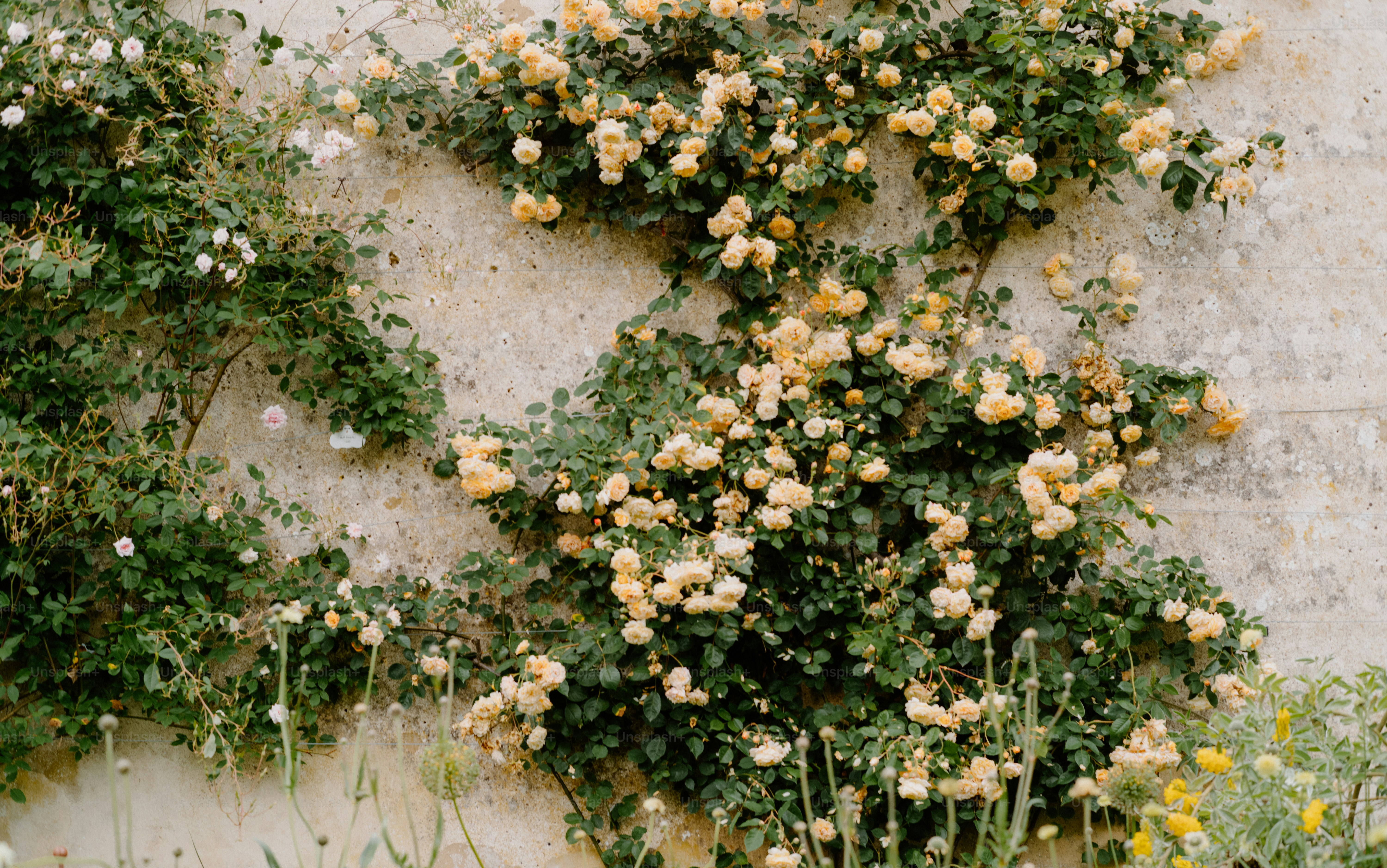 A house covered in yellow flowers next to a window photo – Free