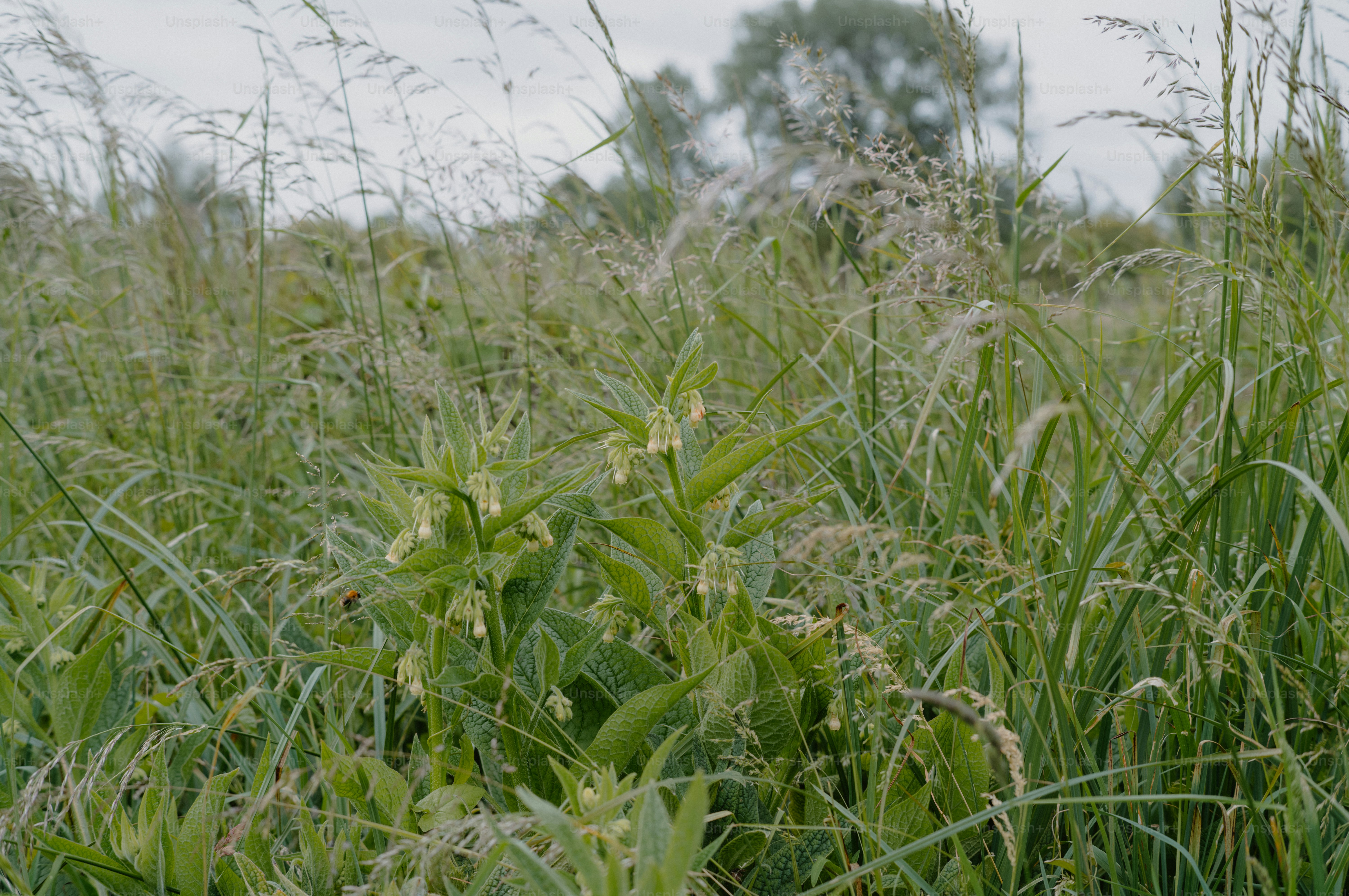 Tall green grass and wildflowers in a field.