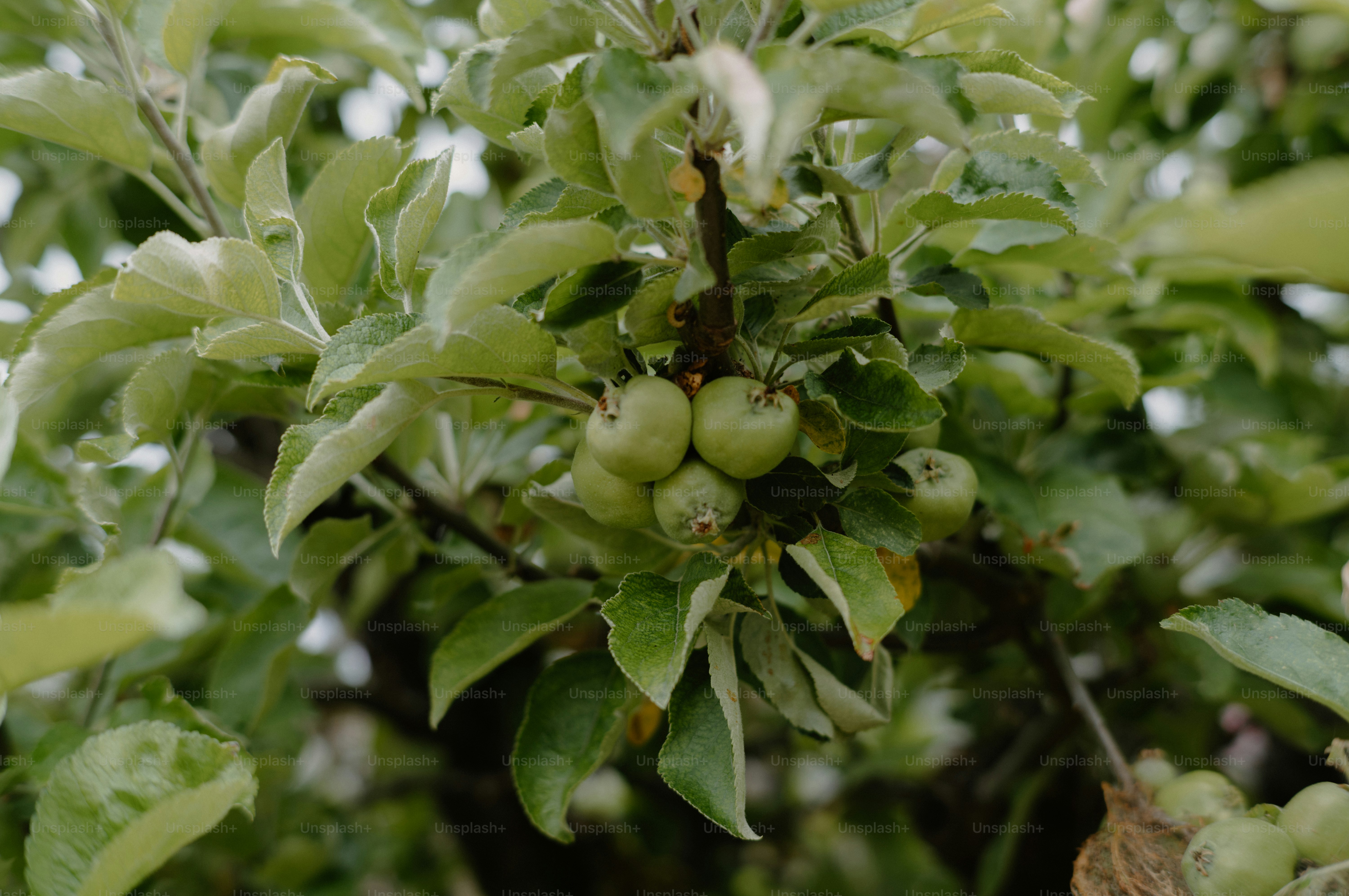 Small green apples growing on a tree branch with leaves.