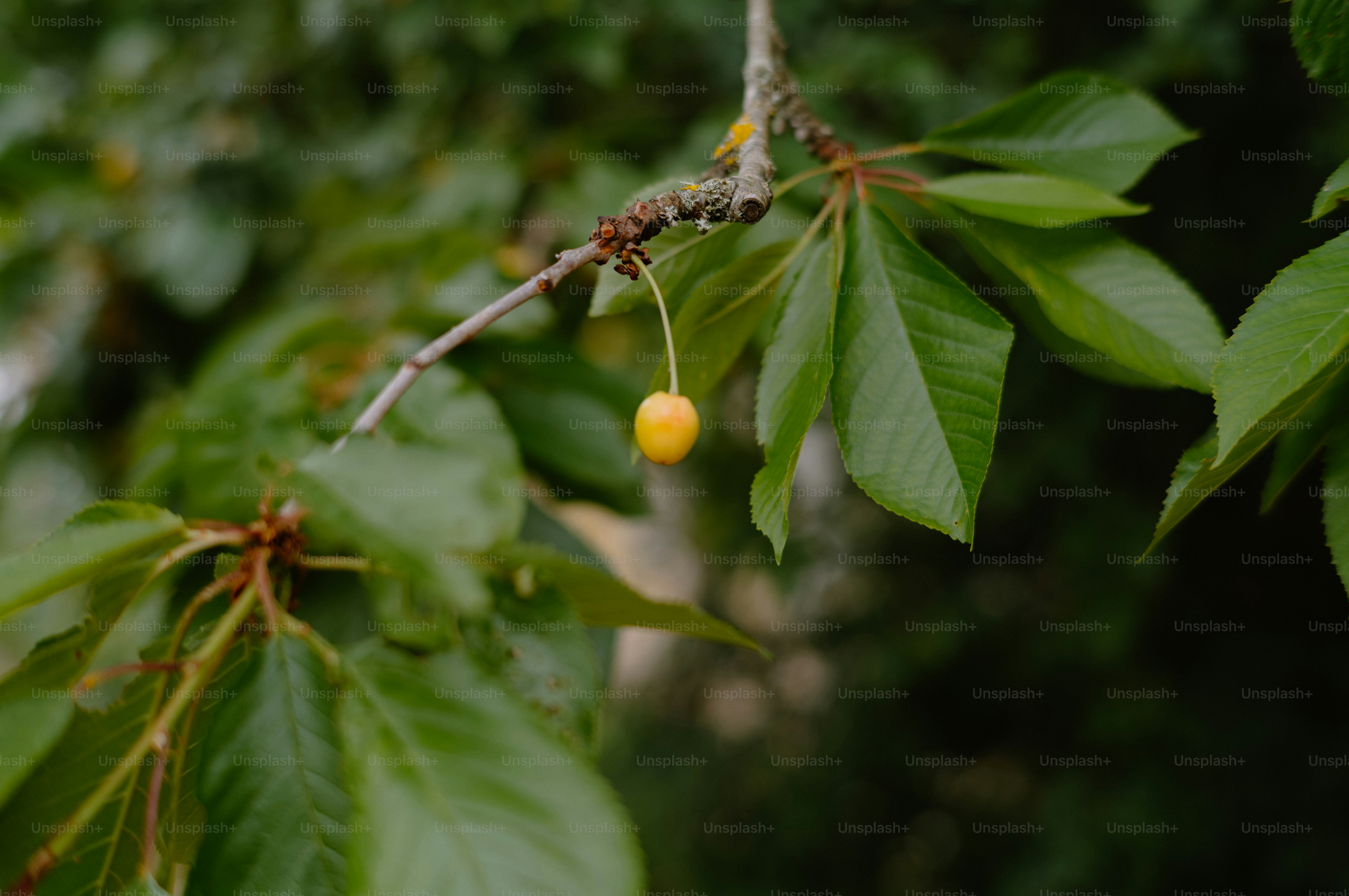 A single yellow cherry hangs from a leafy branch.
