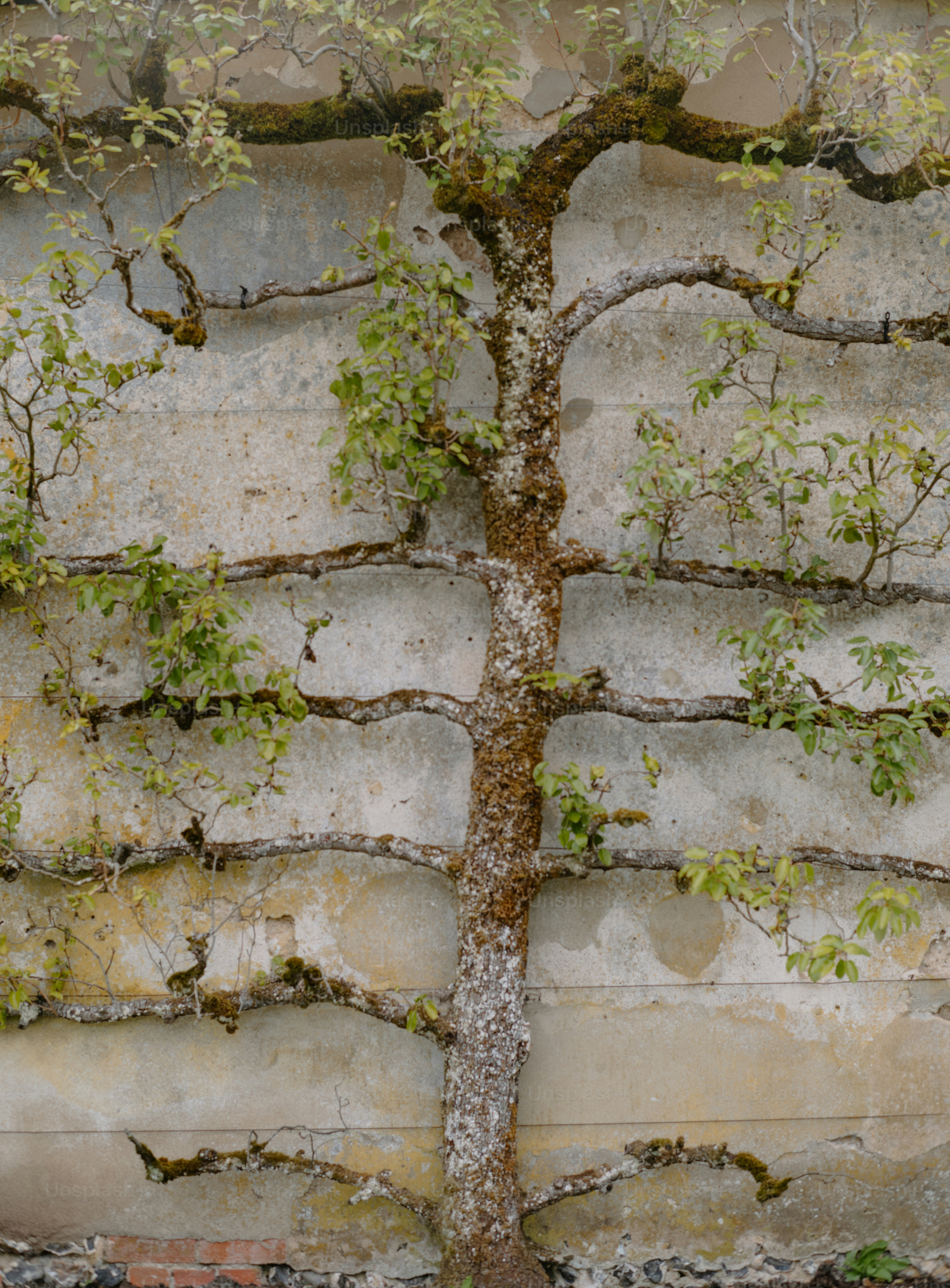 Espaliered tree with horizontal branches growing against an old wall.