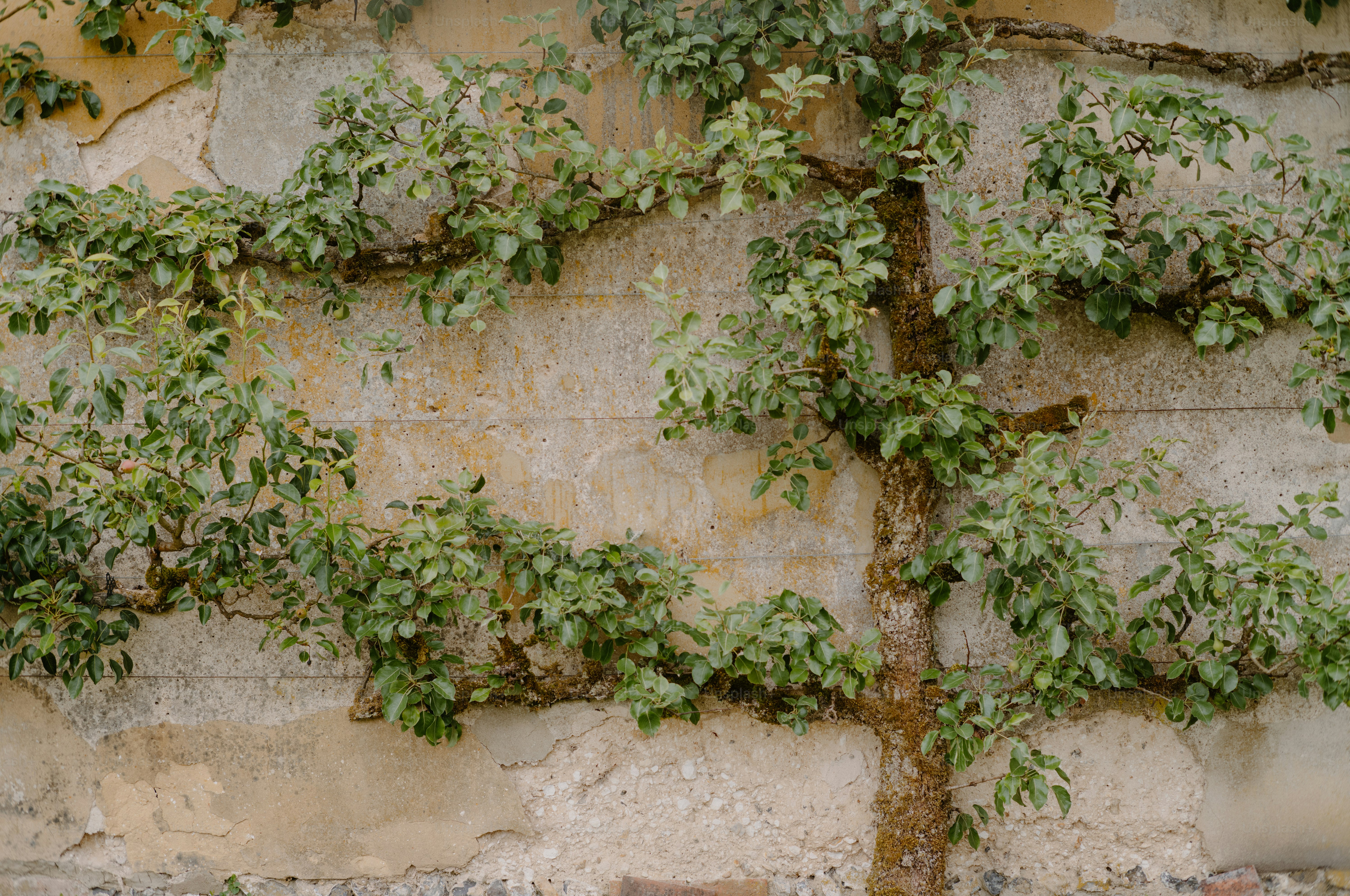 Green espalier plant growing on a rustic stone wall.