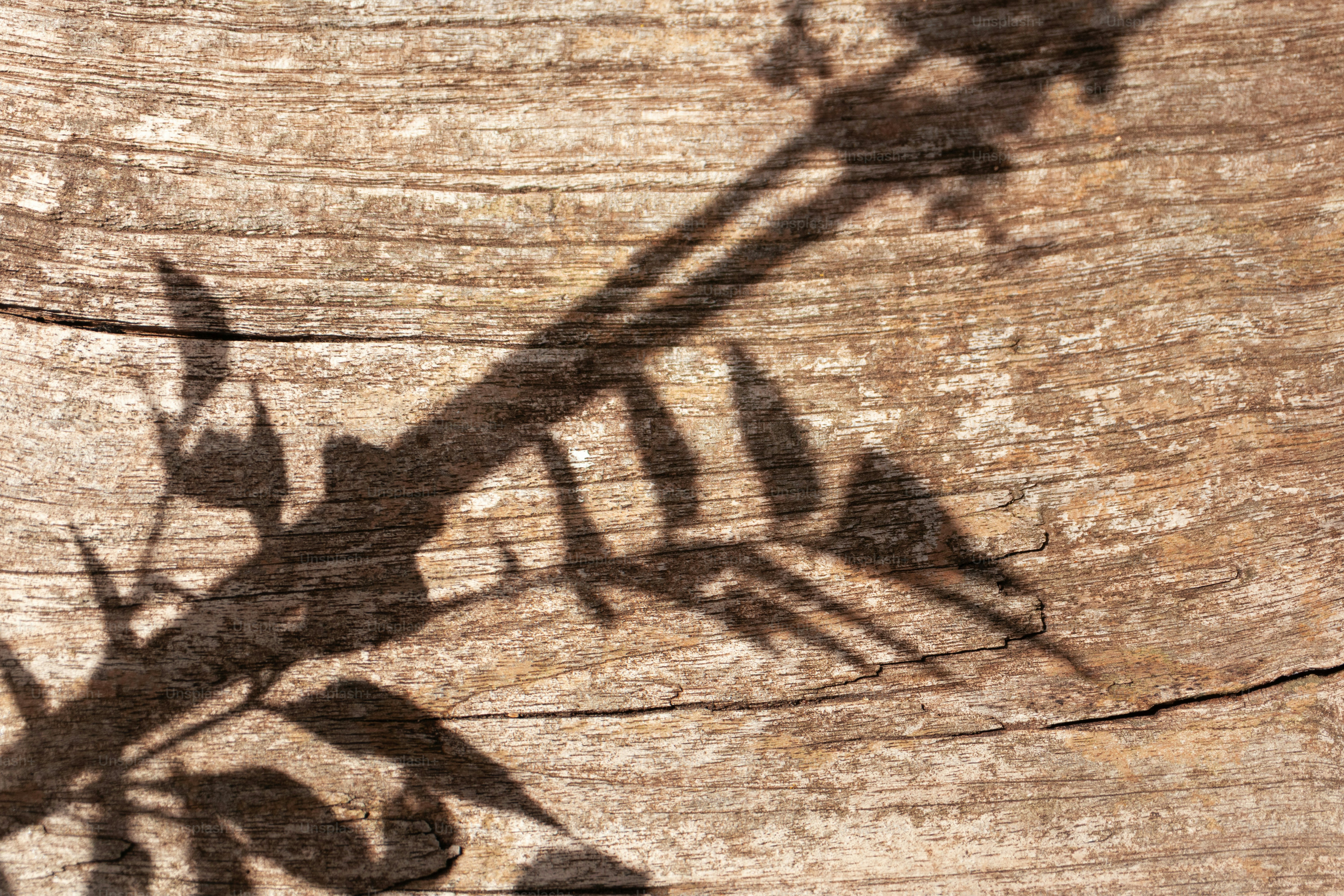 Sombras de folhas e galhos sobre uma superfície de madeira texturizada.