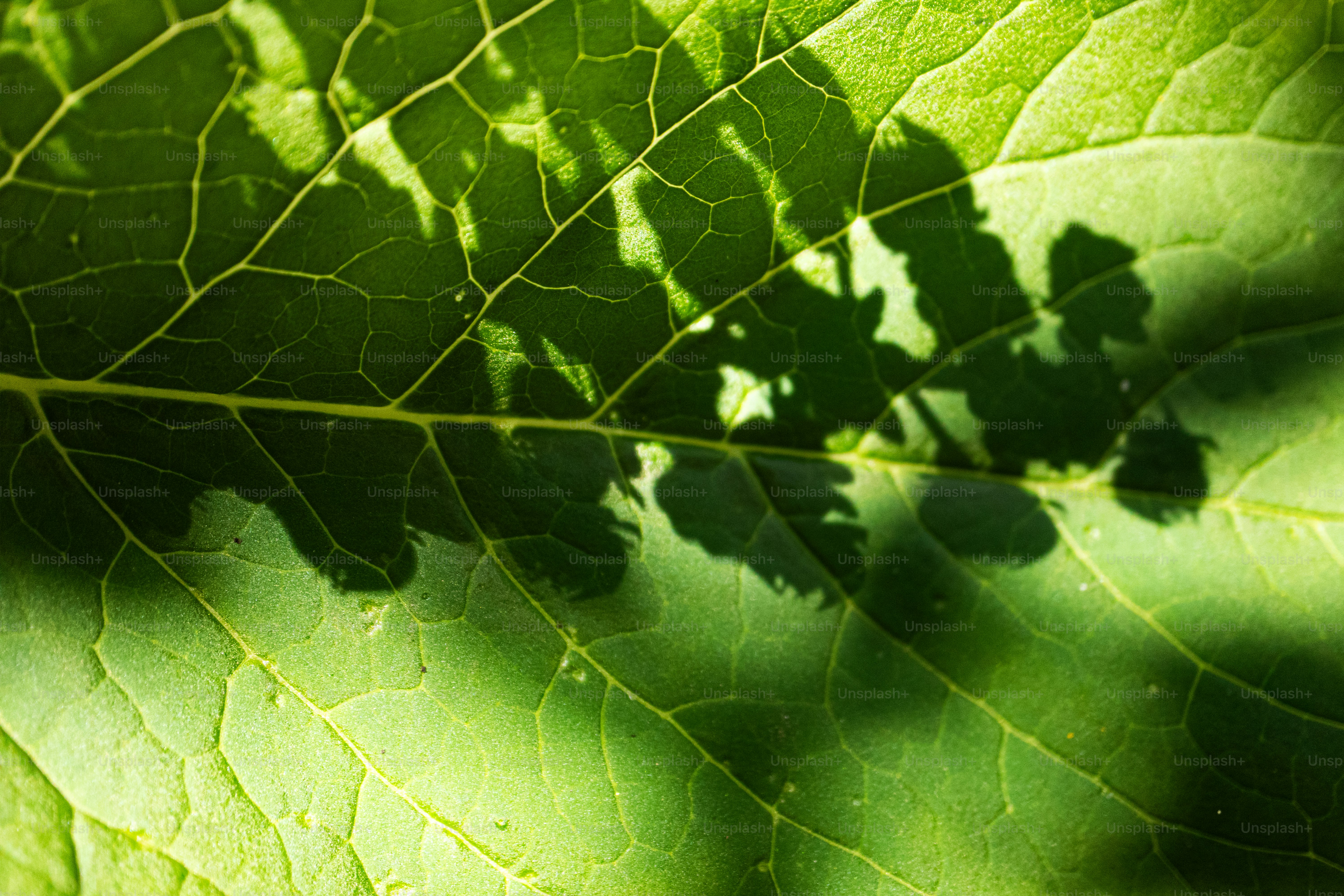 Folha verde iluminada pelo sol mostrando veios detalhados e sombras projetadas.
