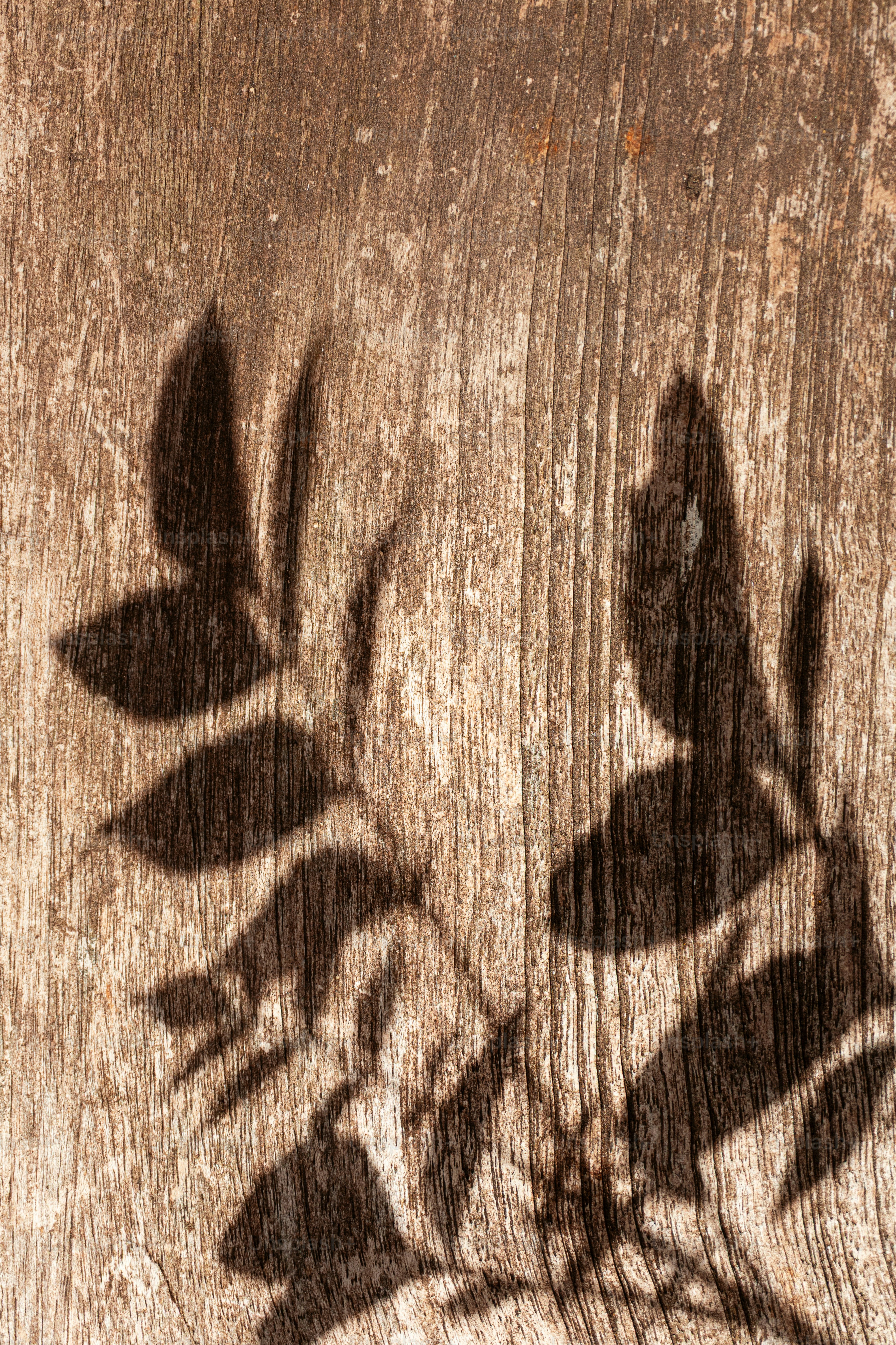 Sombras de folhas sobre uma superfície marrom texturizada.