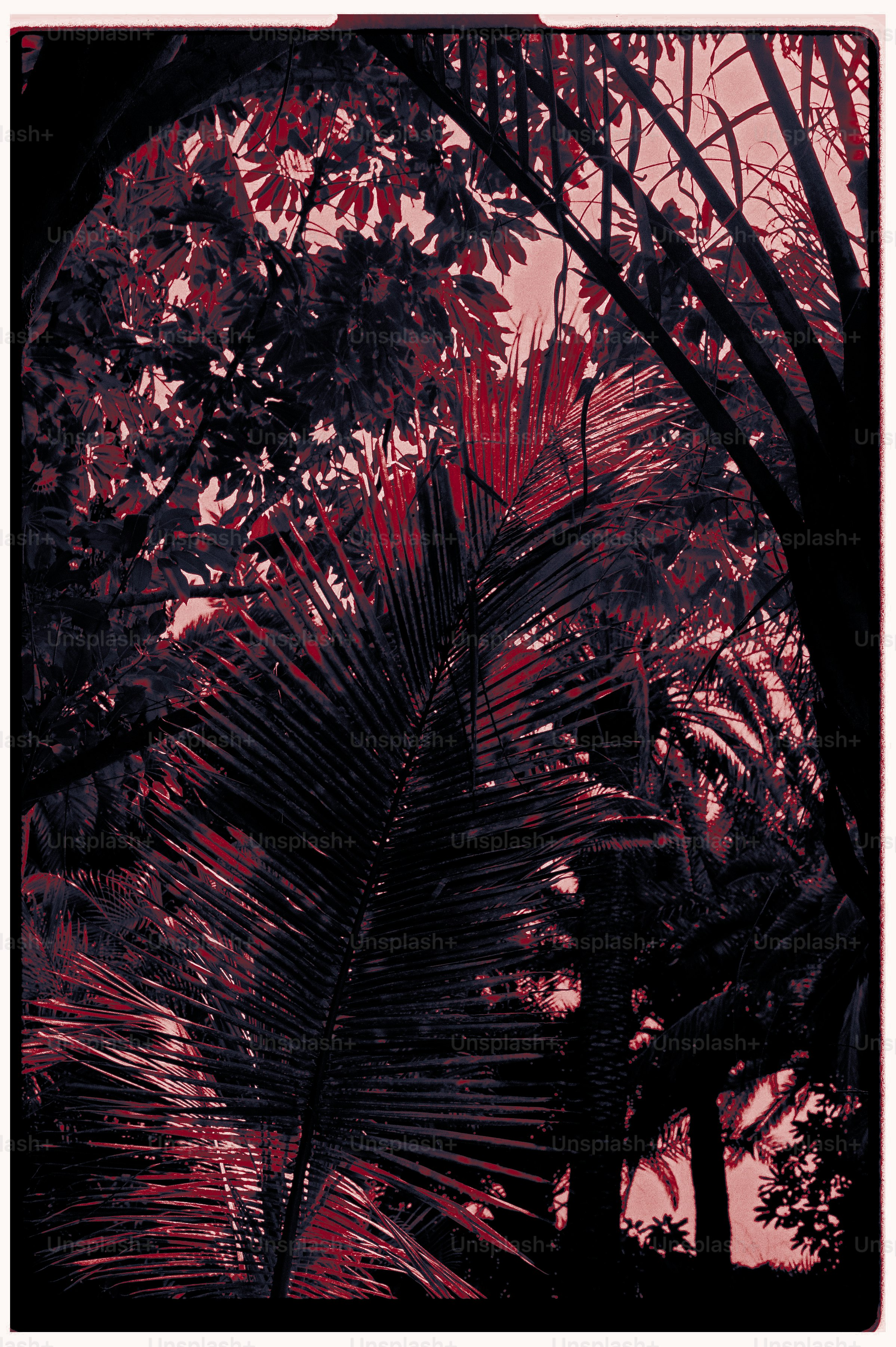 Dark palm fronds and tropical foliage against a reddish sky