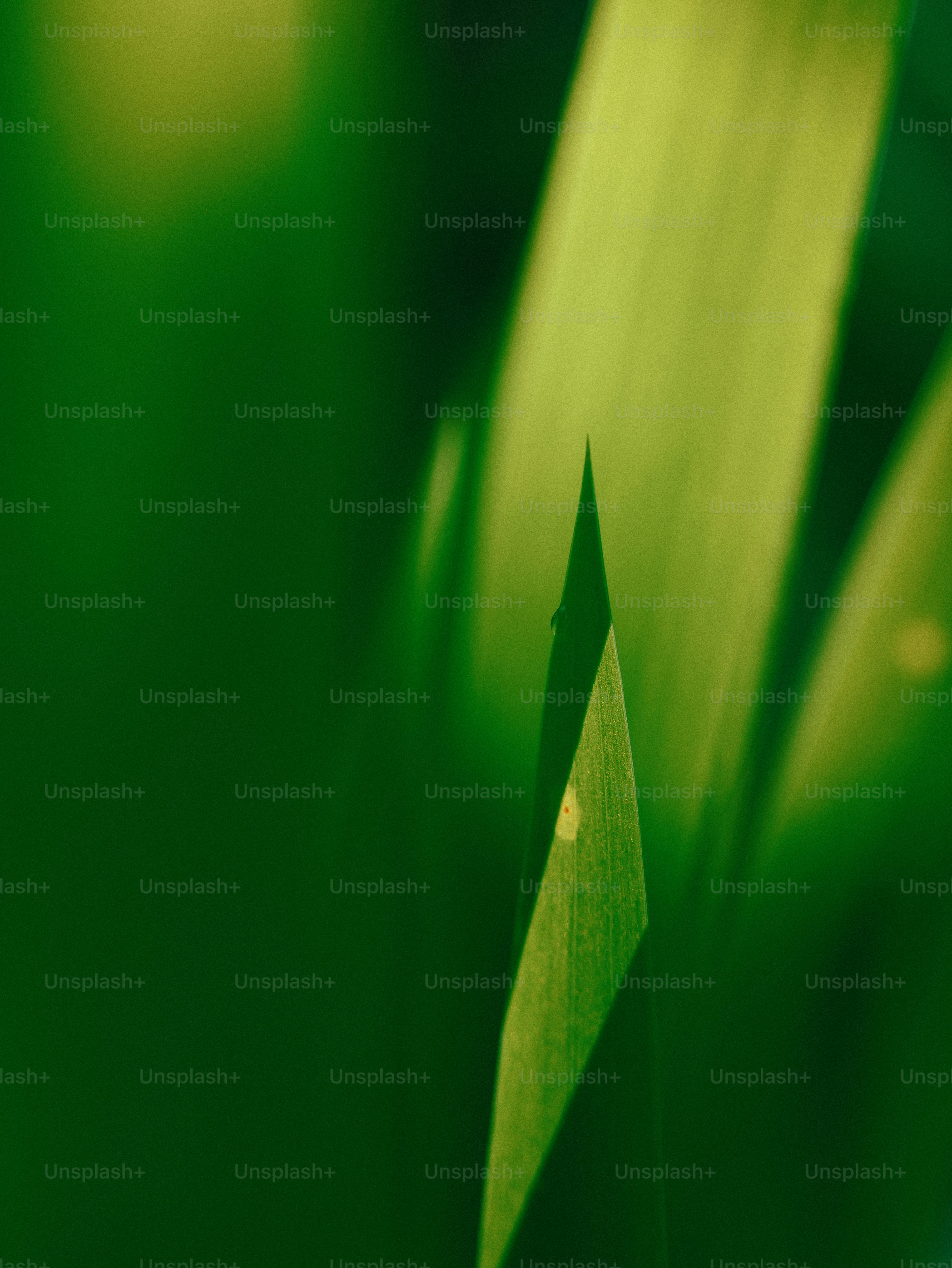 A sharp green leaf emerges from a soft, blurred background.