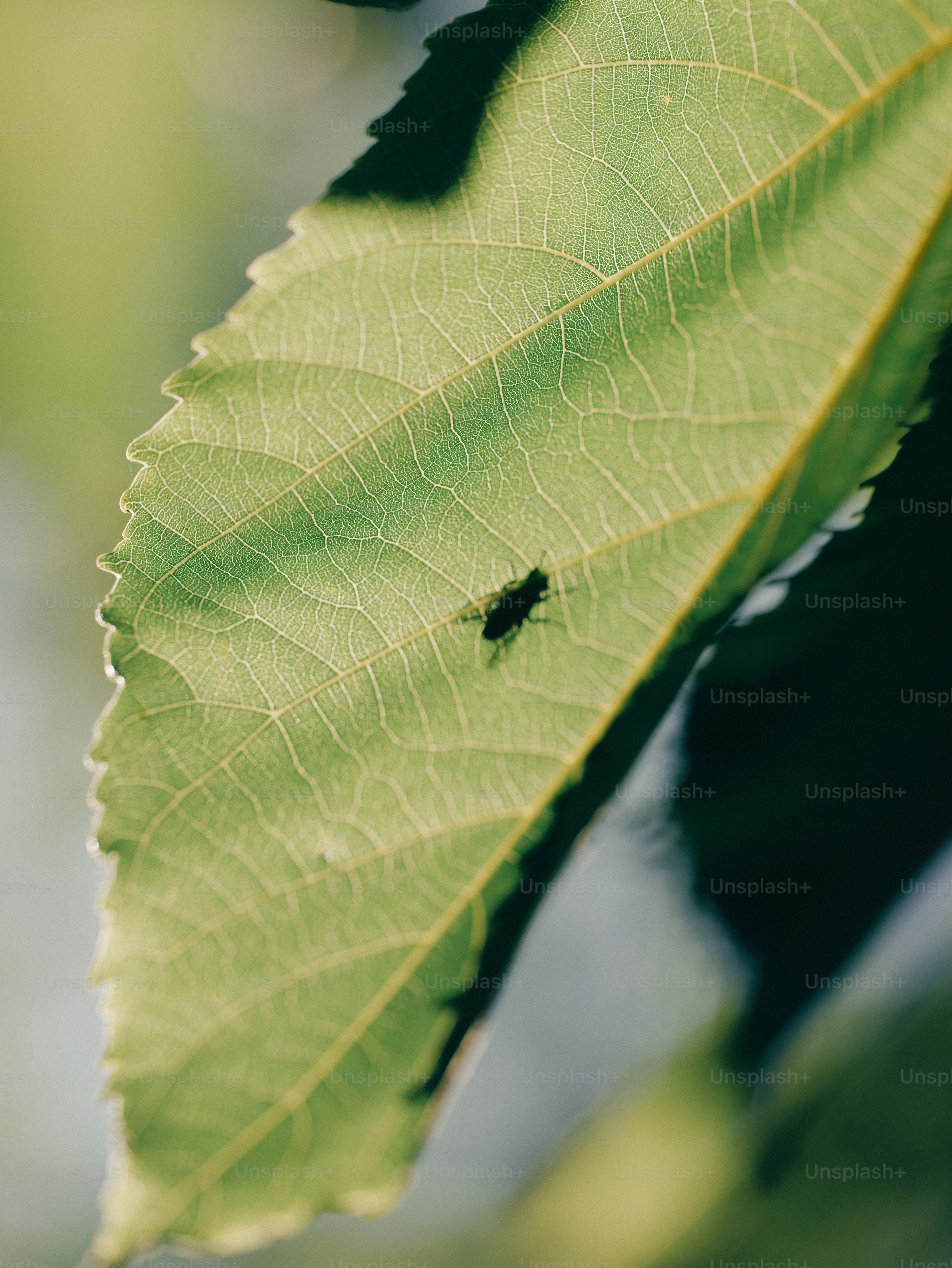 A small insect rests on a vibrant green leaf.