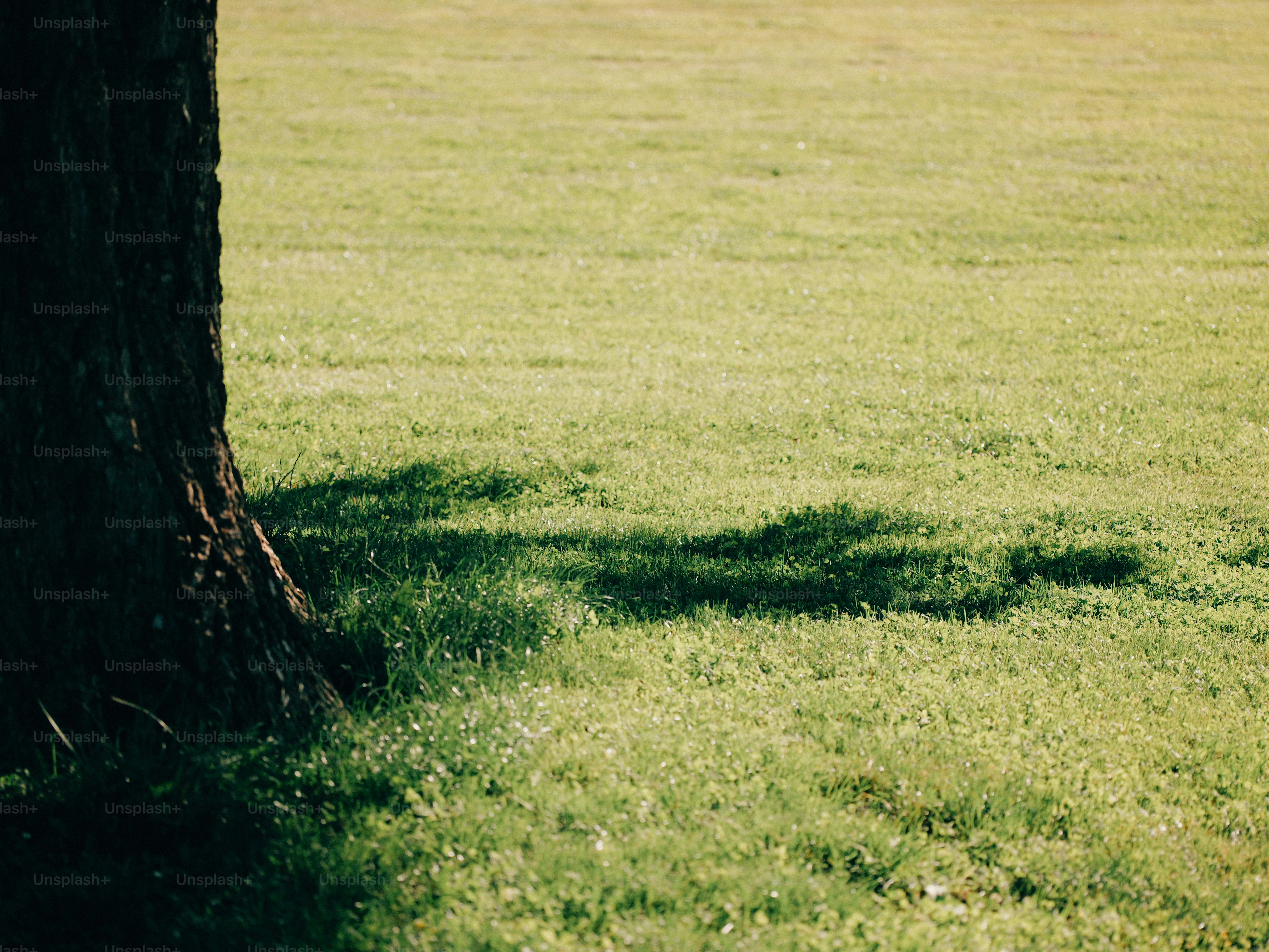 Tree trunk shadow on sunlit green grass