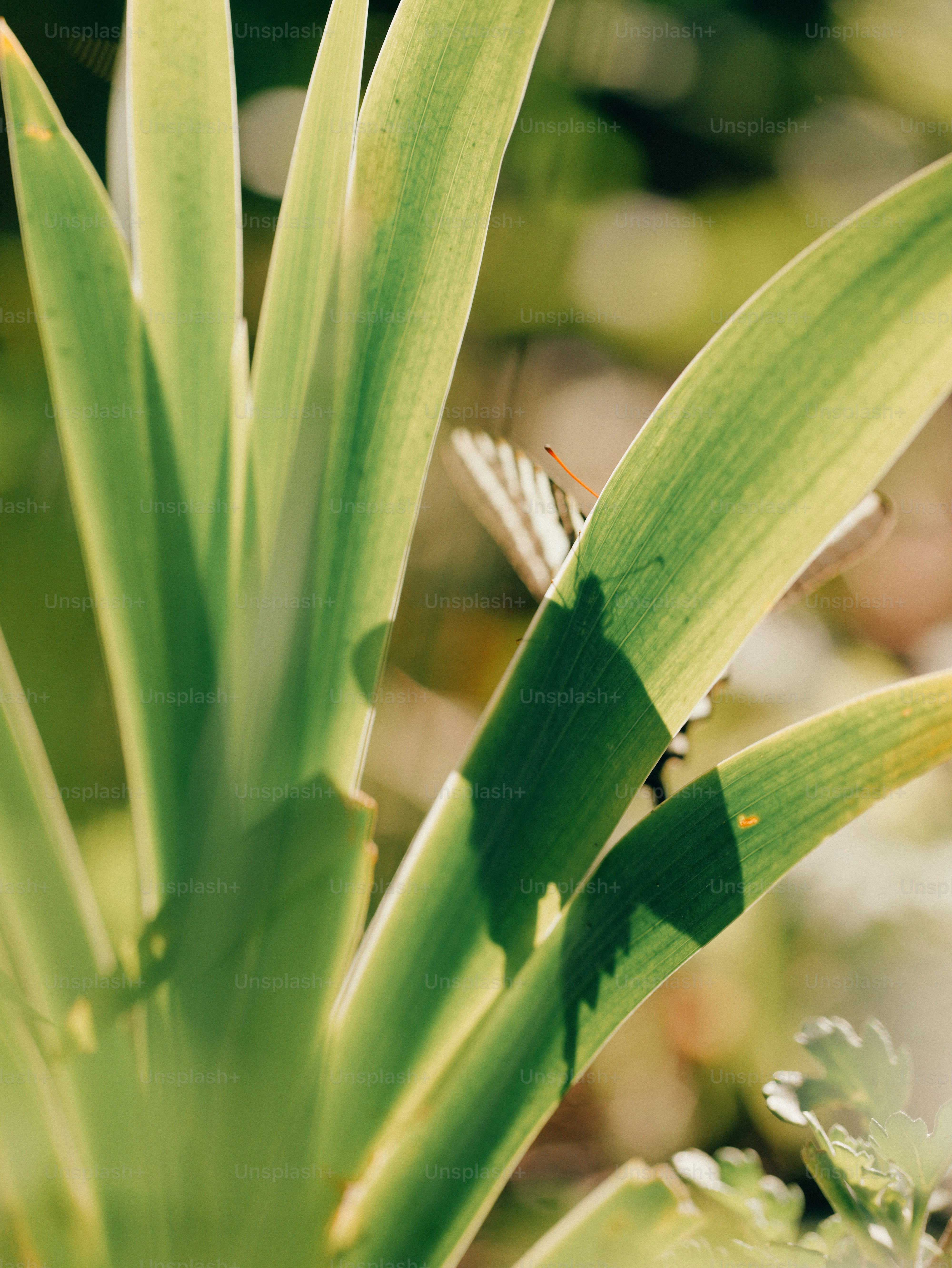 Sunlight illuminates green leaves with a butterfly's shadow.