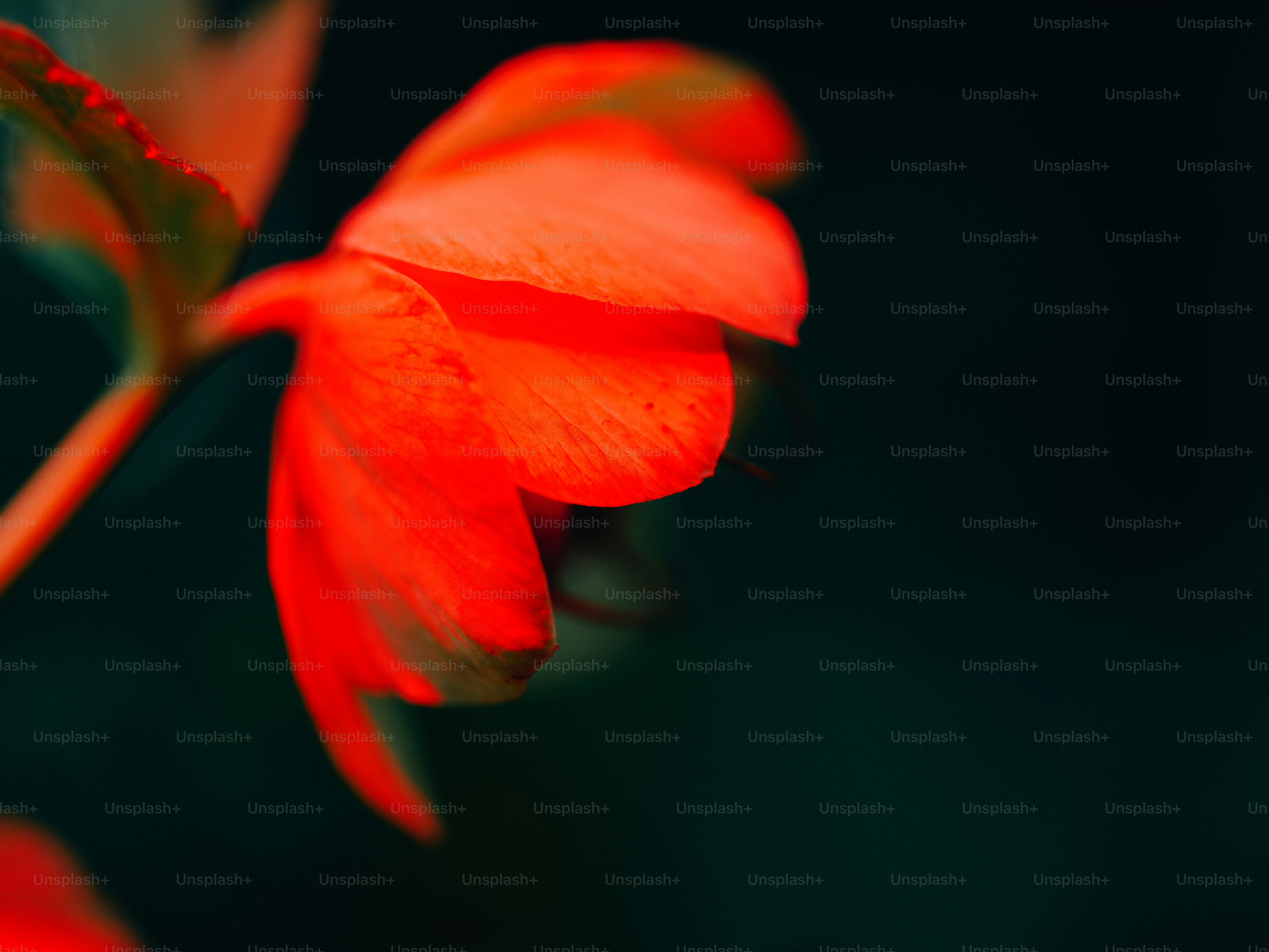 A vibrant red flower against a dark, blurry background.