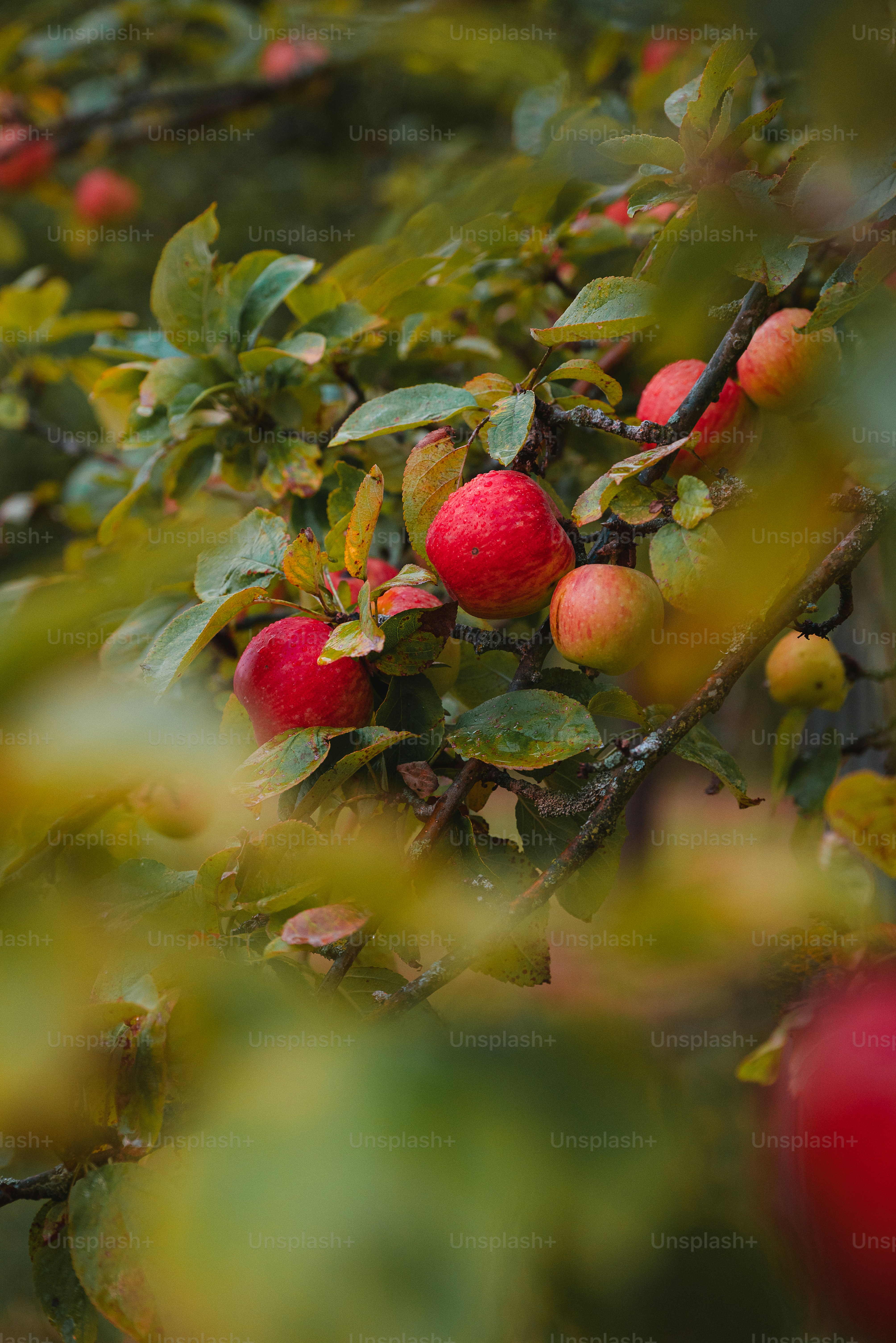 Manzanas rojas con gotas de agua en una rama de árbol.