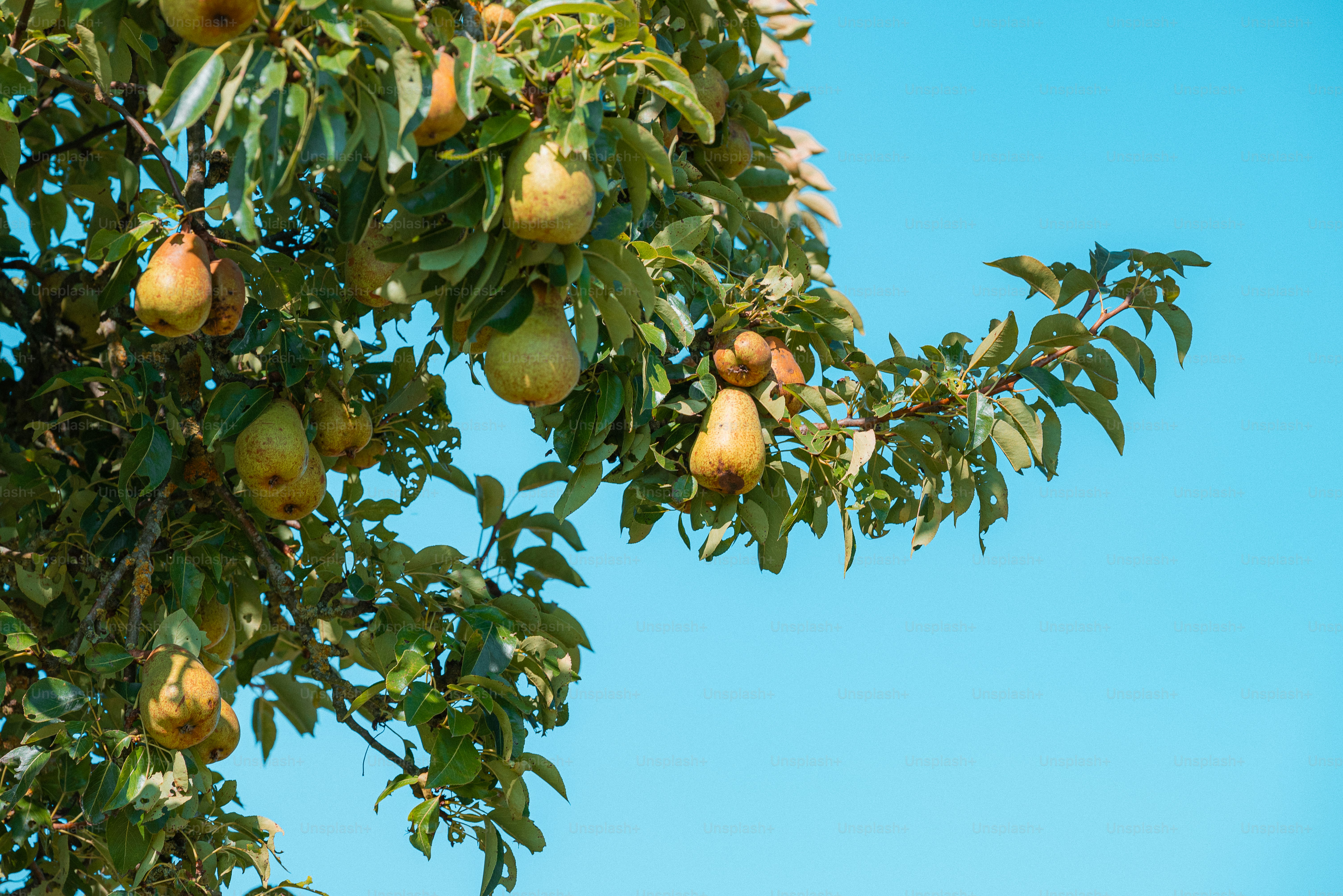 Peras maduras en ramas de árboles contra un cielo azul