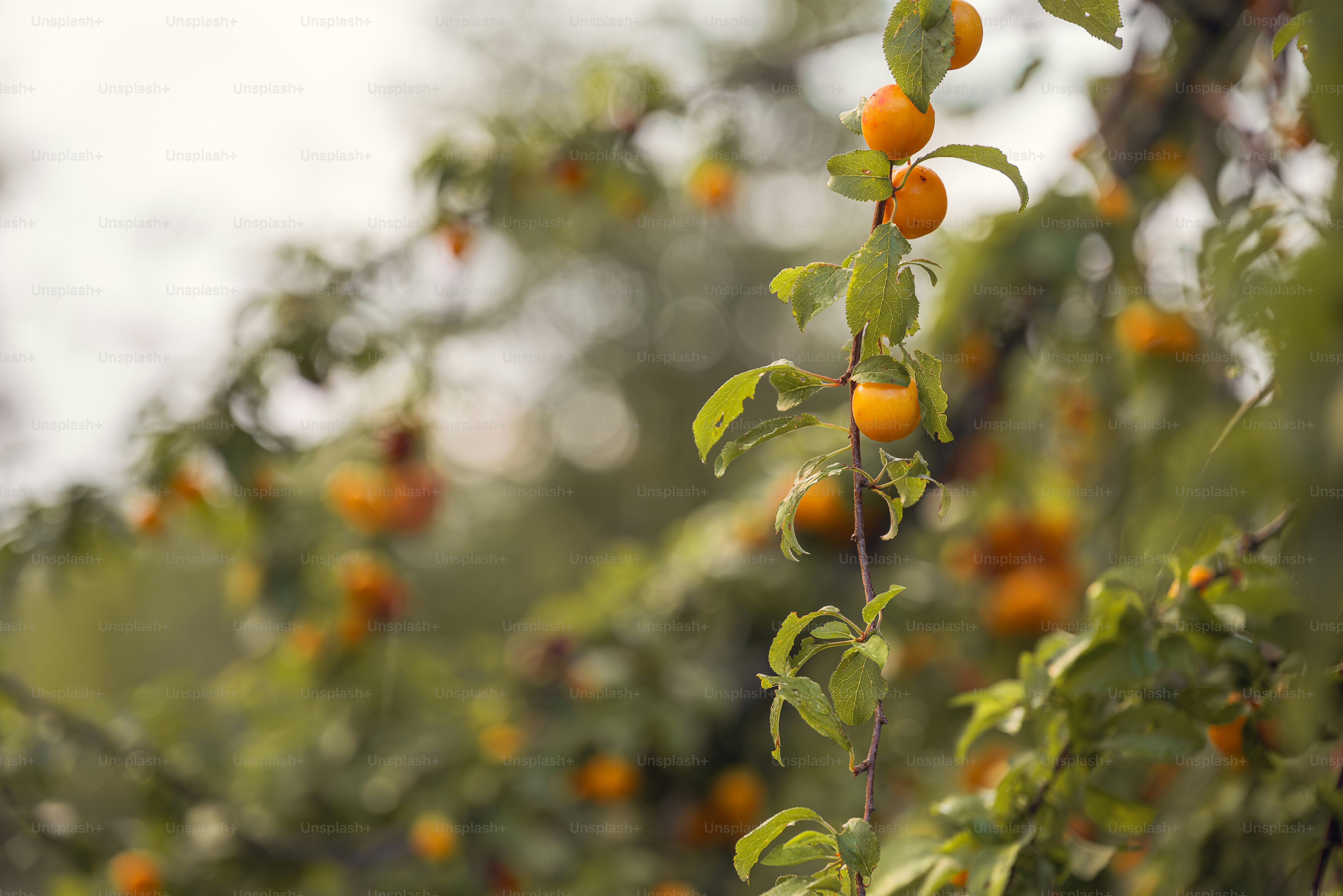 Rama de árbol con frutos amarillo-anaranjados y gotas de lluvia