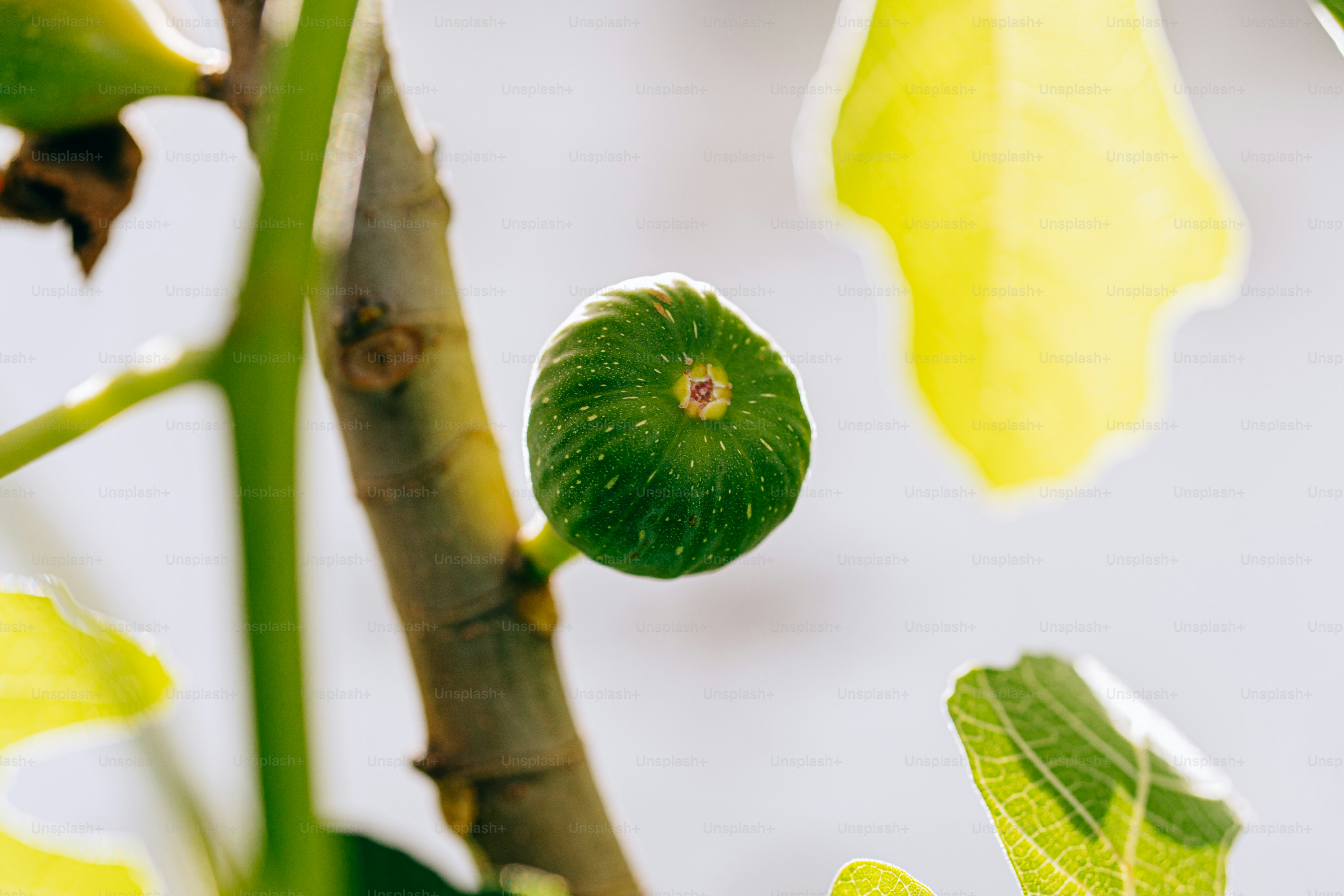 Mengembangkan buah ara hijau di cabang berdaun.