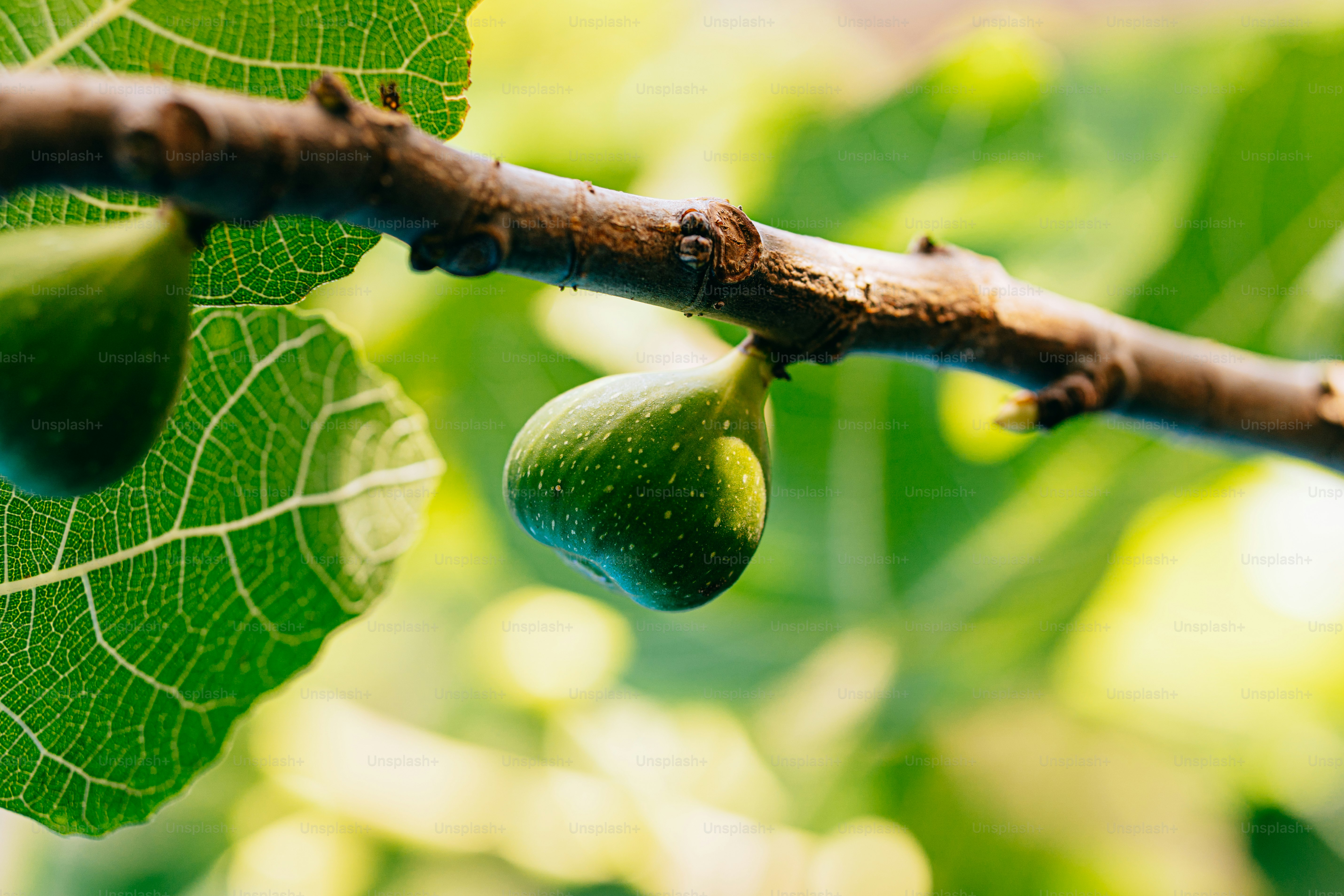Buah ara hijau tumbuh di cabang pohon.