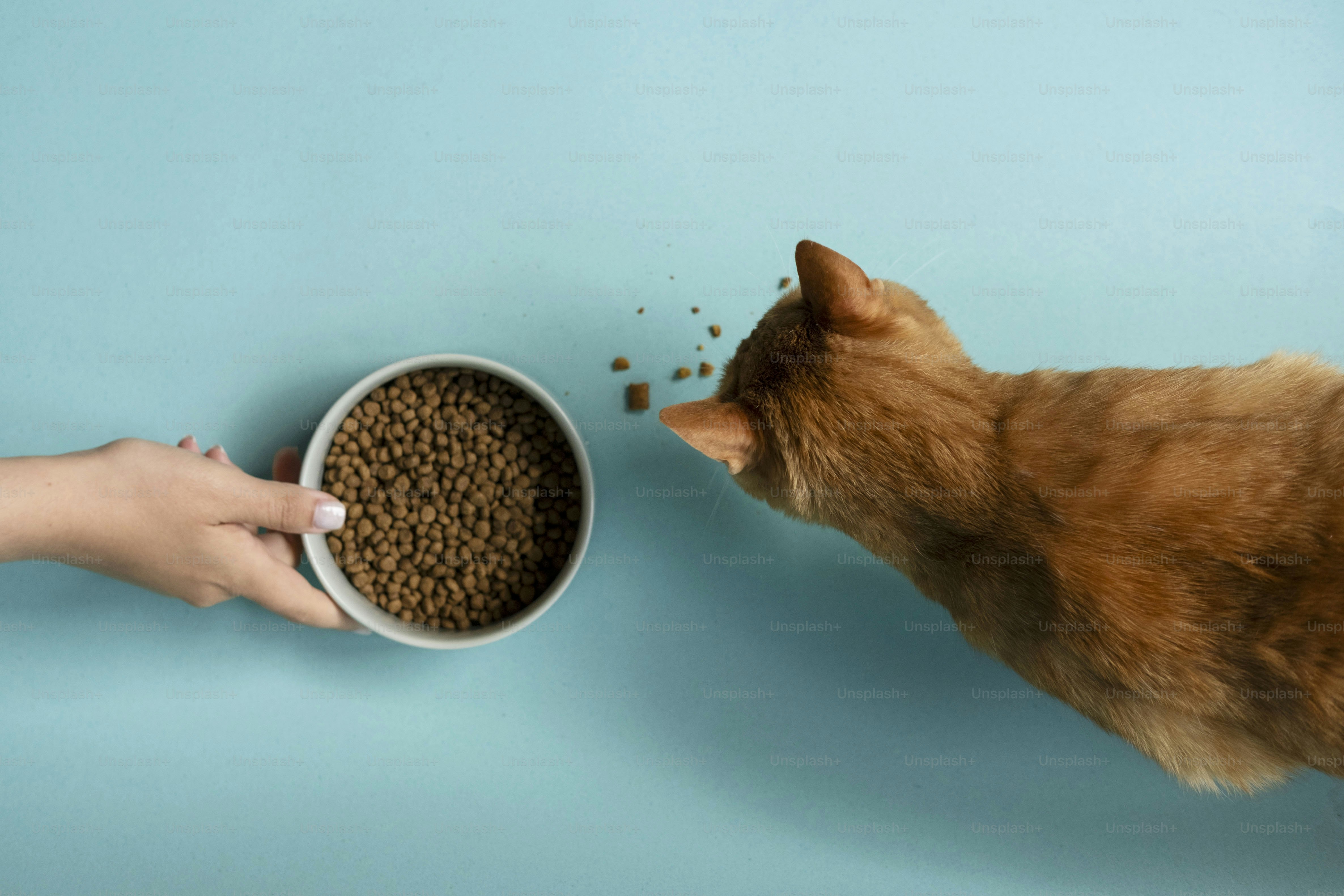 Gatto arancione che mangia cibo secco da una ciotola.