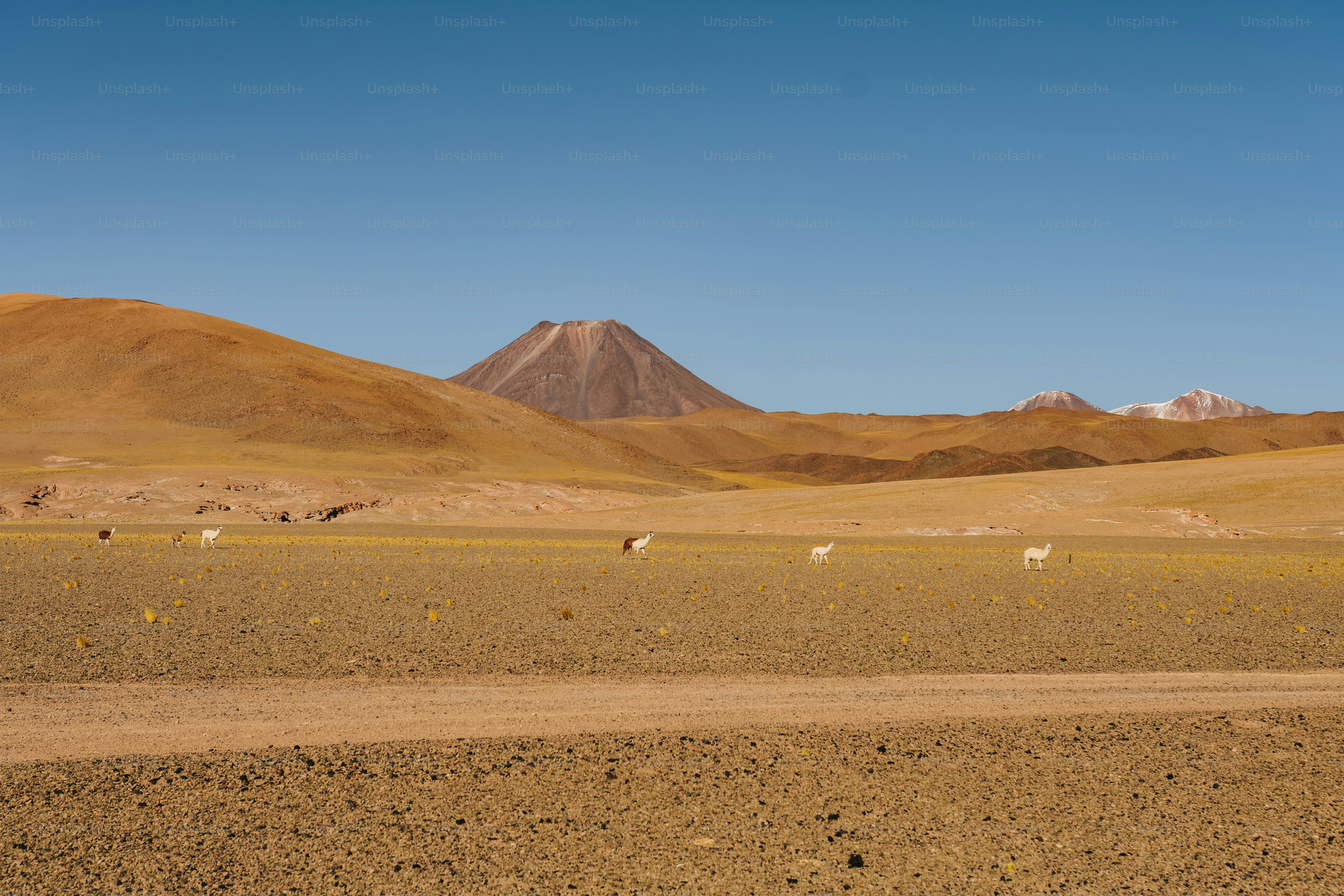Desert landscape with a distant volcano and grazing animals