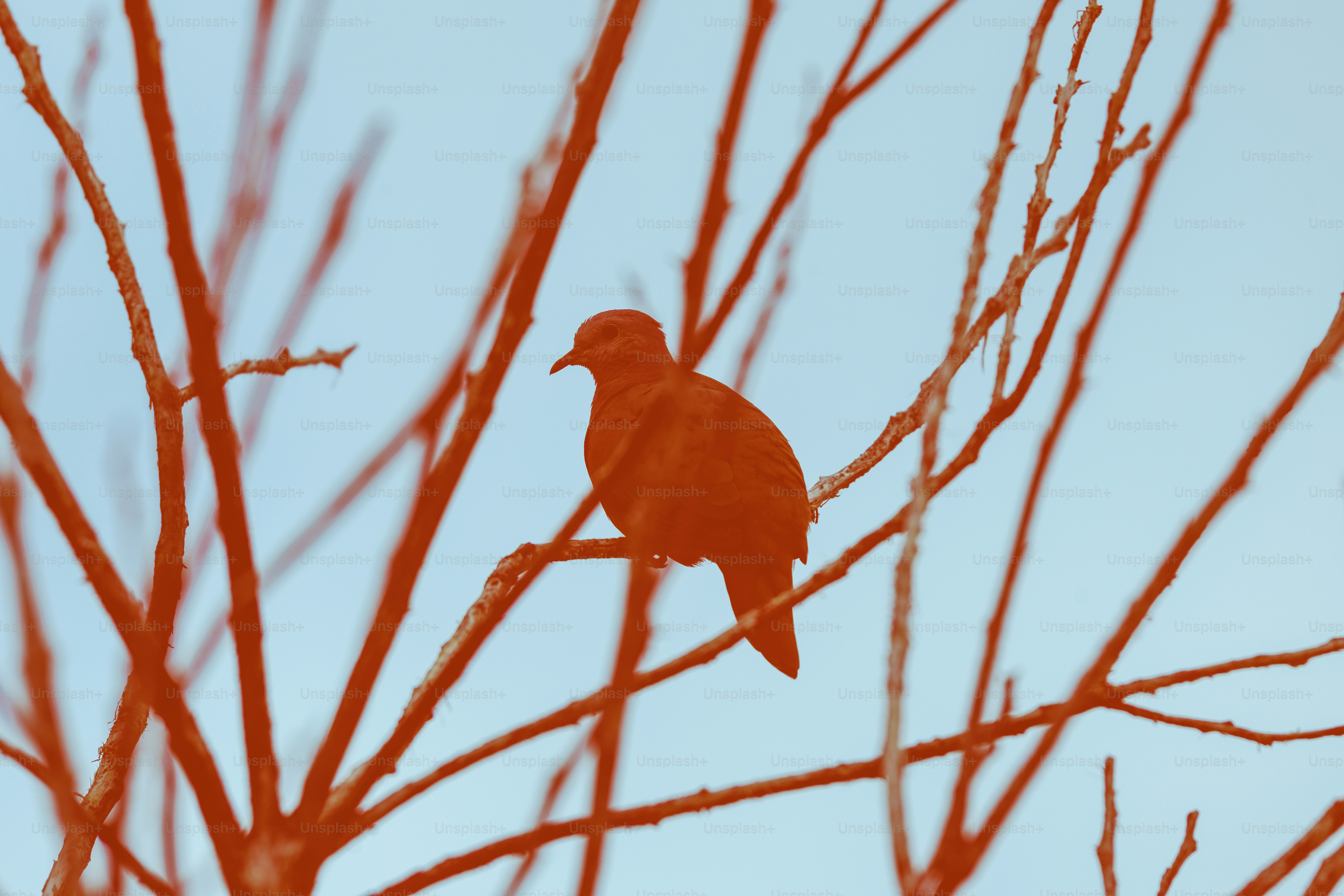 Pájaro rojo vibrante sobre ramas rojas, cielo azul