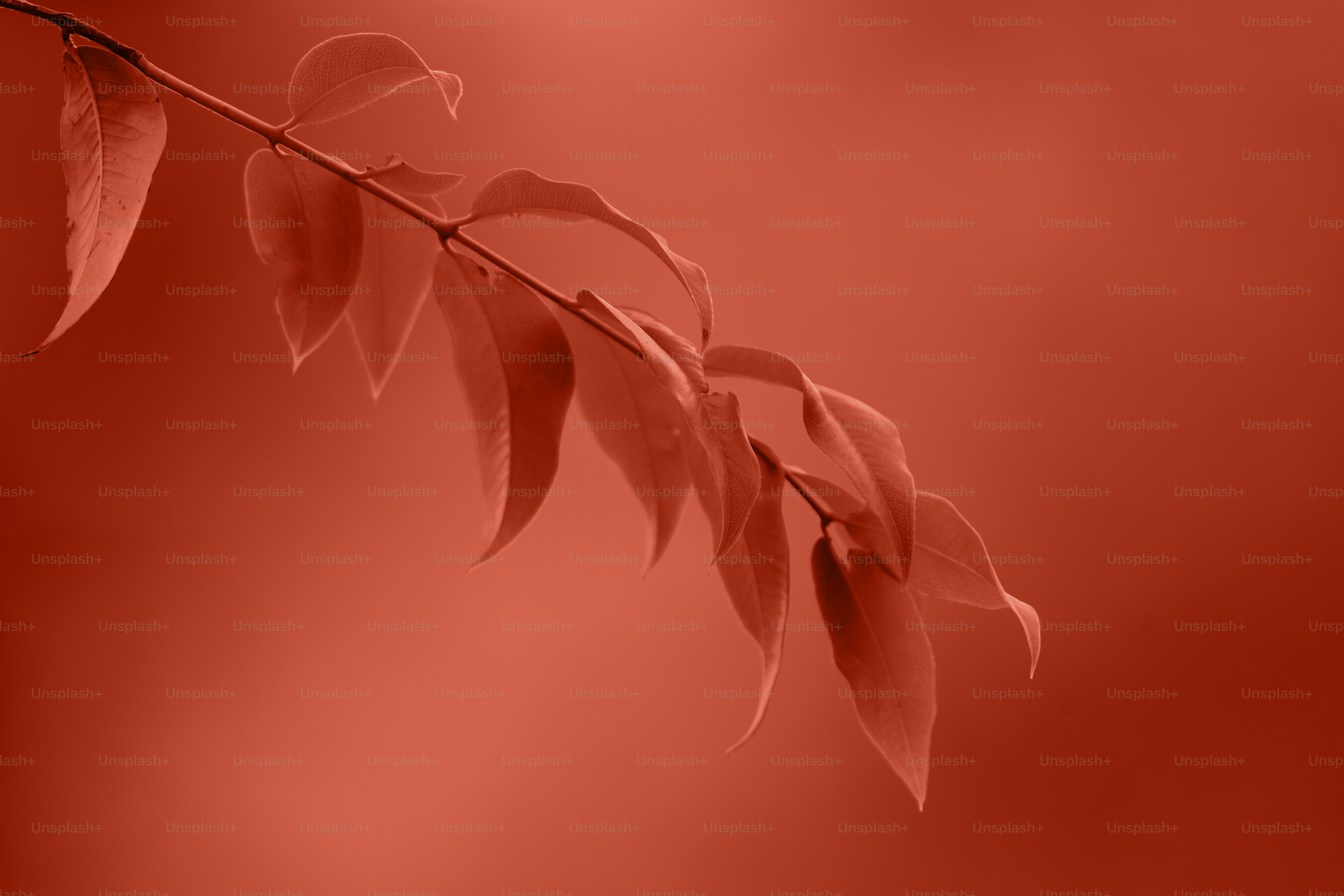 Una rama con hojas sobre un fondo rojo vibrante.