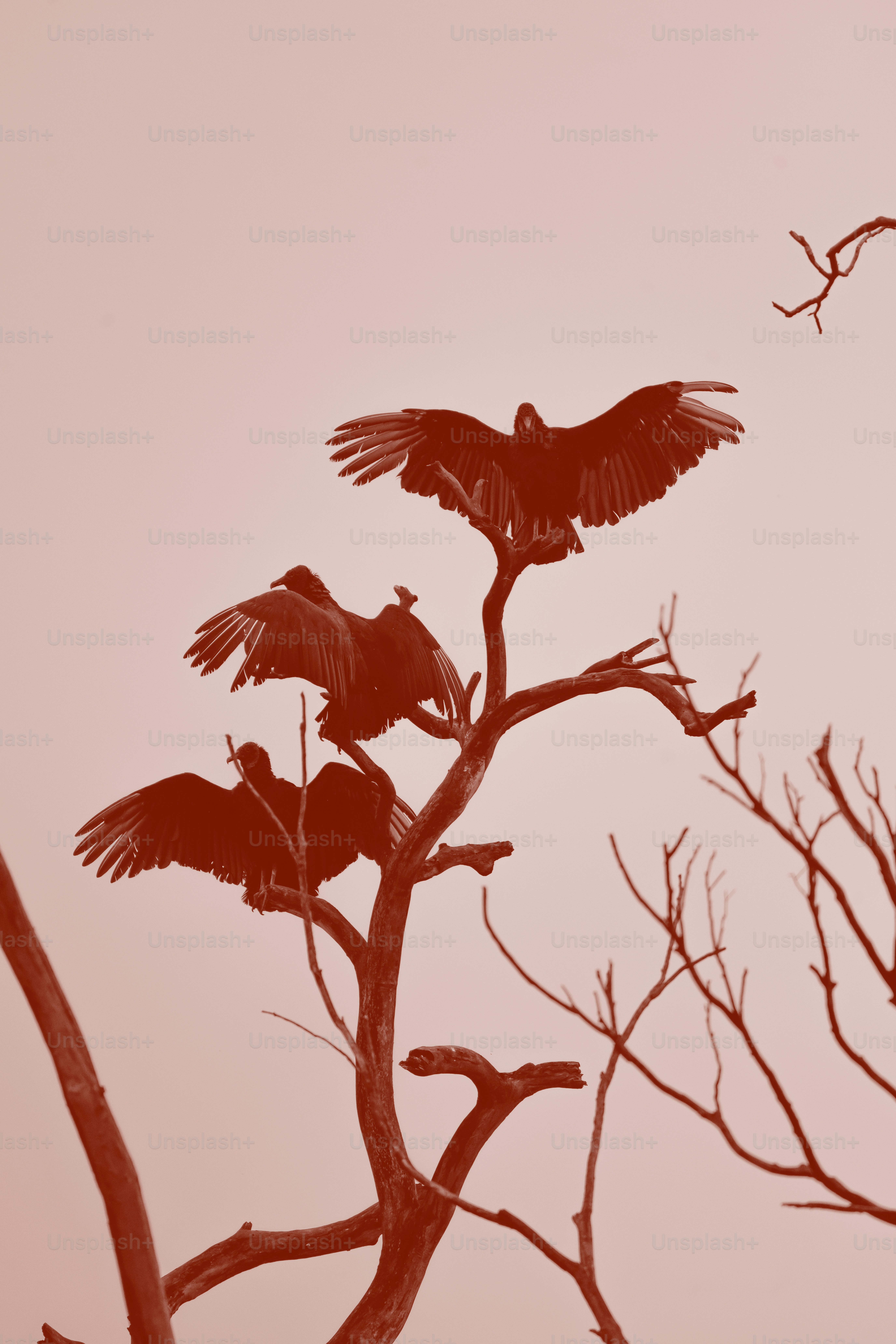 Tres buitres con las alas extendidas se posan en un árbol desnudo.