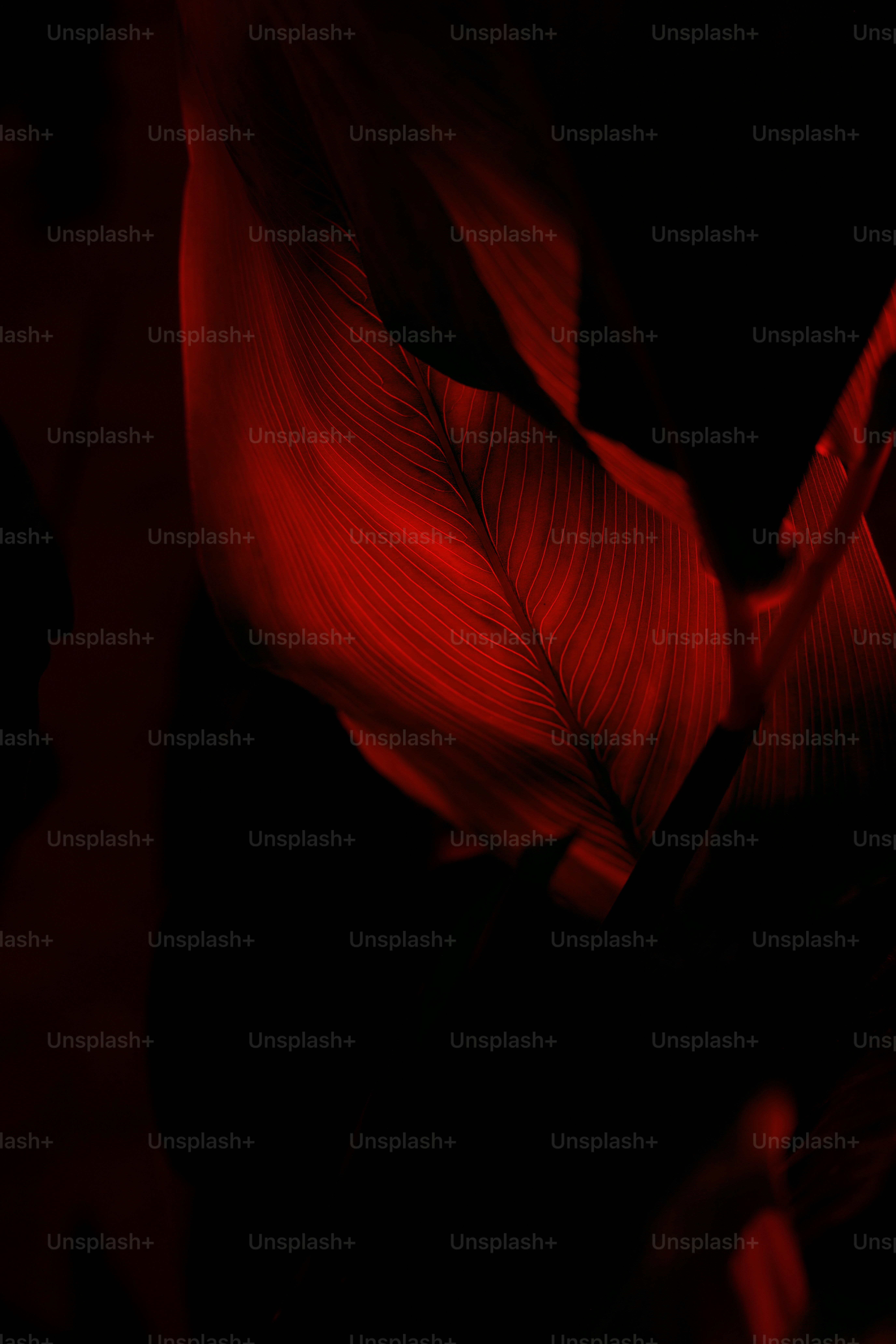 Una hoja roja vibrante destaca sobre un fondo oscuro.