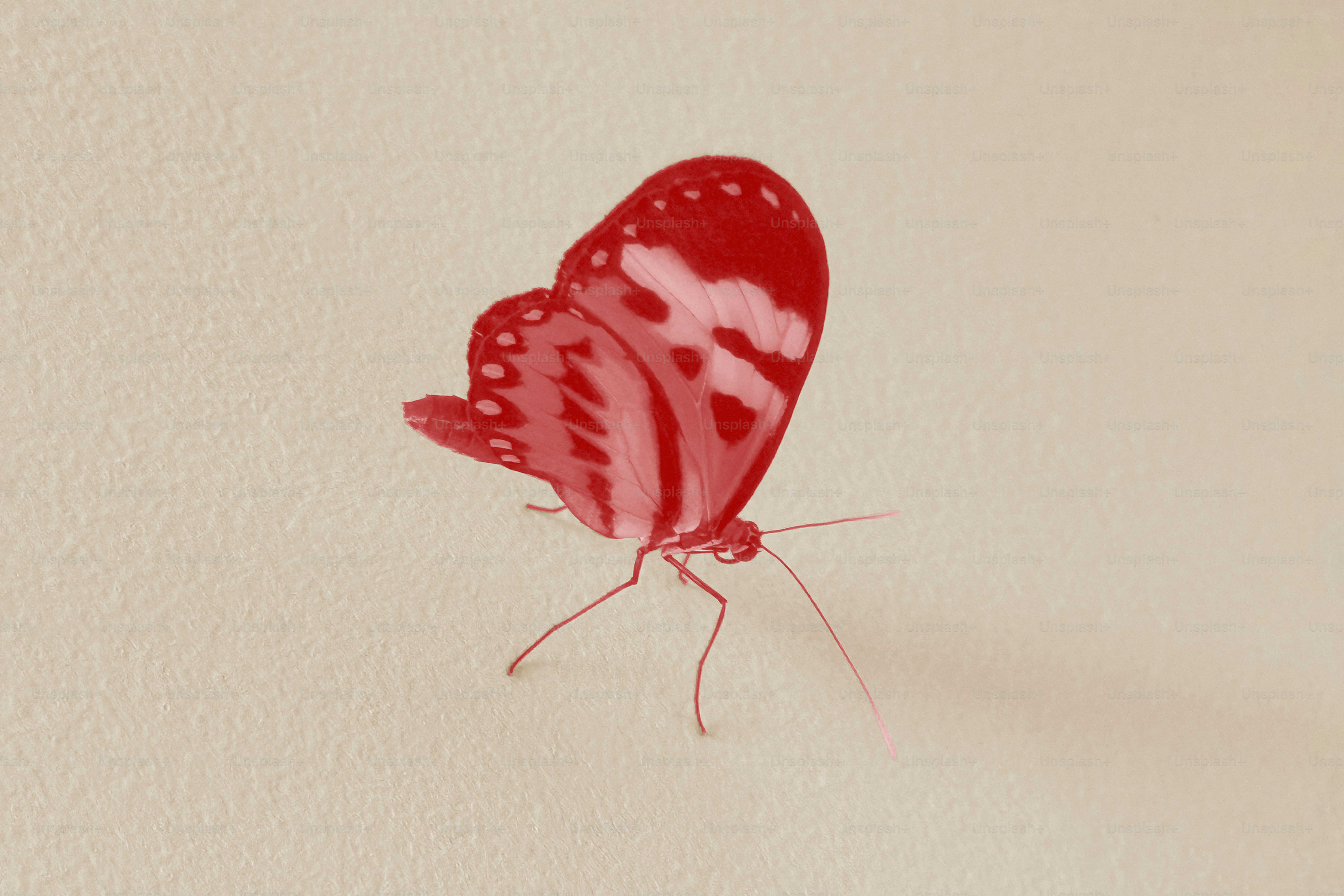 Una mariposa roja con marcas blancas sobre un fondo claro.