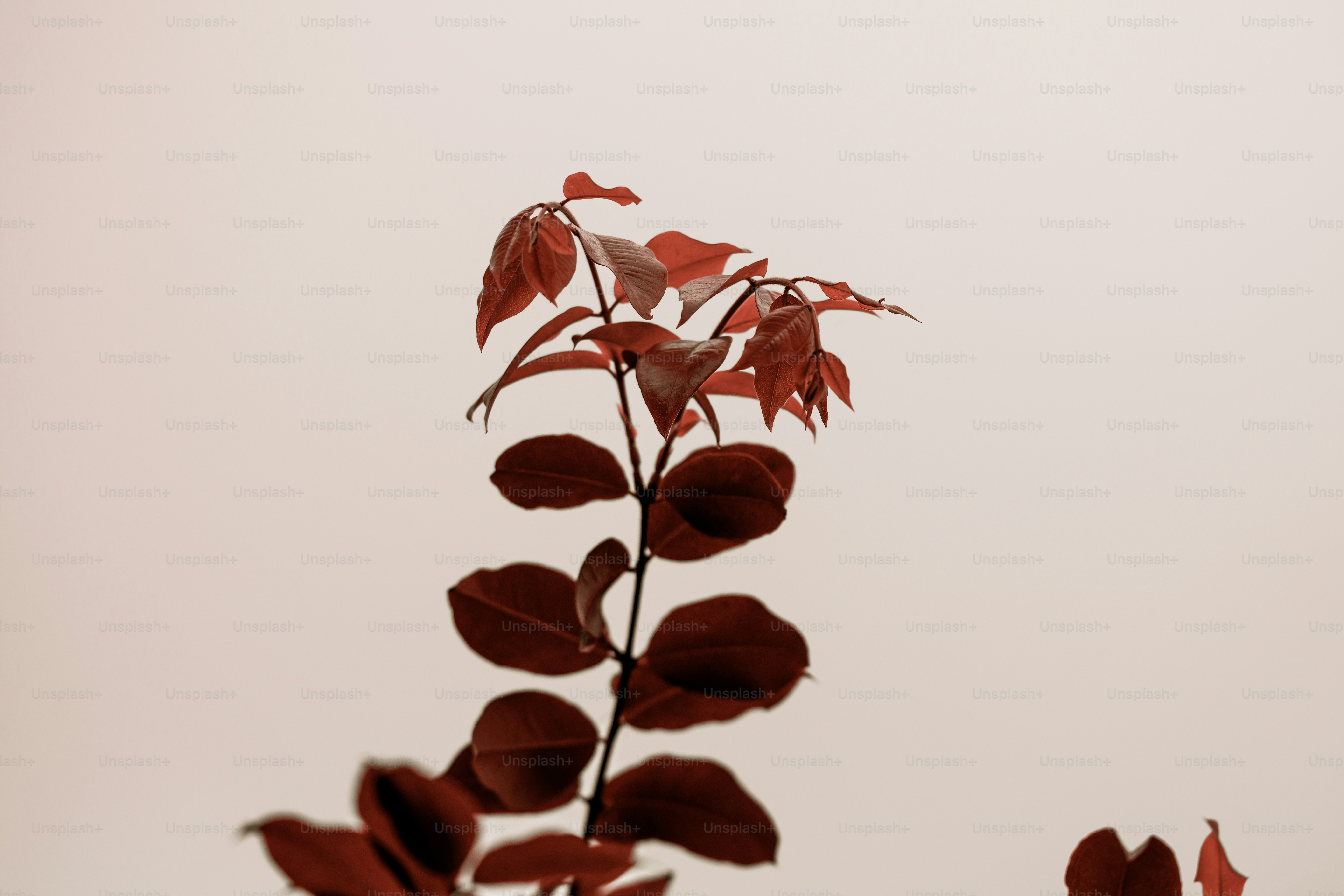 Una planta con hojas rojo vibrante sobre un fondo claro.