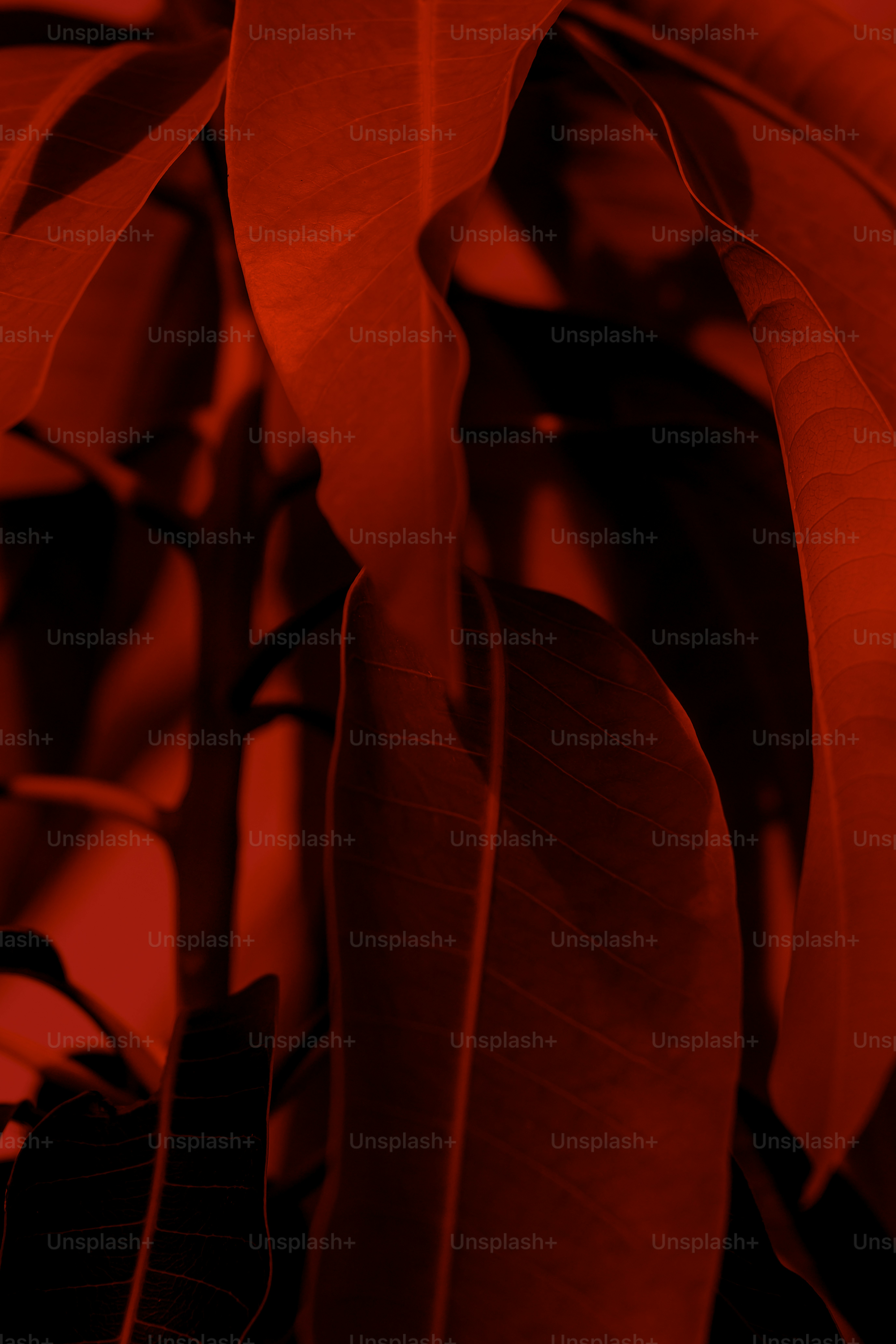 Hojas de planta rojo vibrante sobre un fondo oscuro y abstracto.