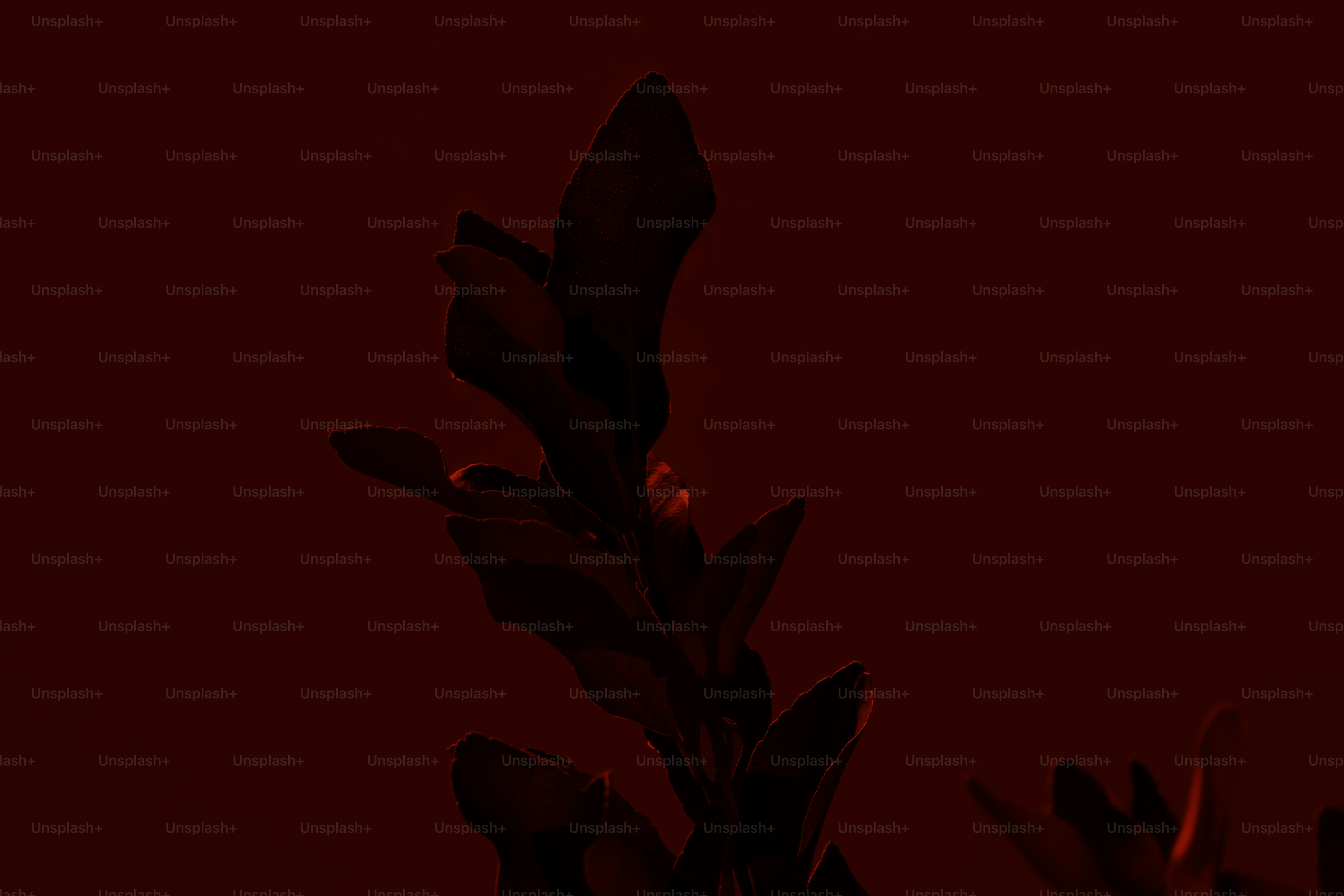 Follaje de plantas de un rojo oscuro sobre un fondo rojo intenso.