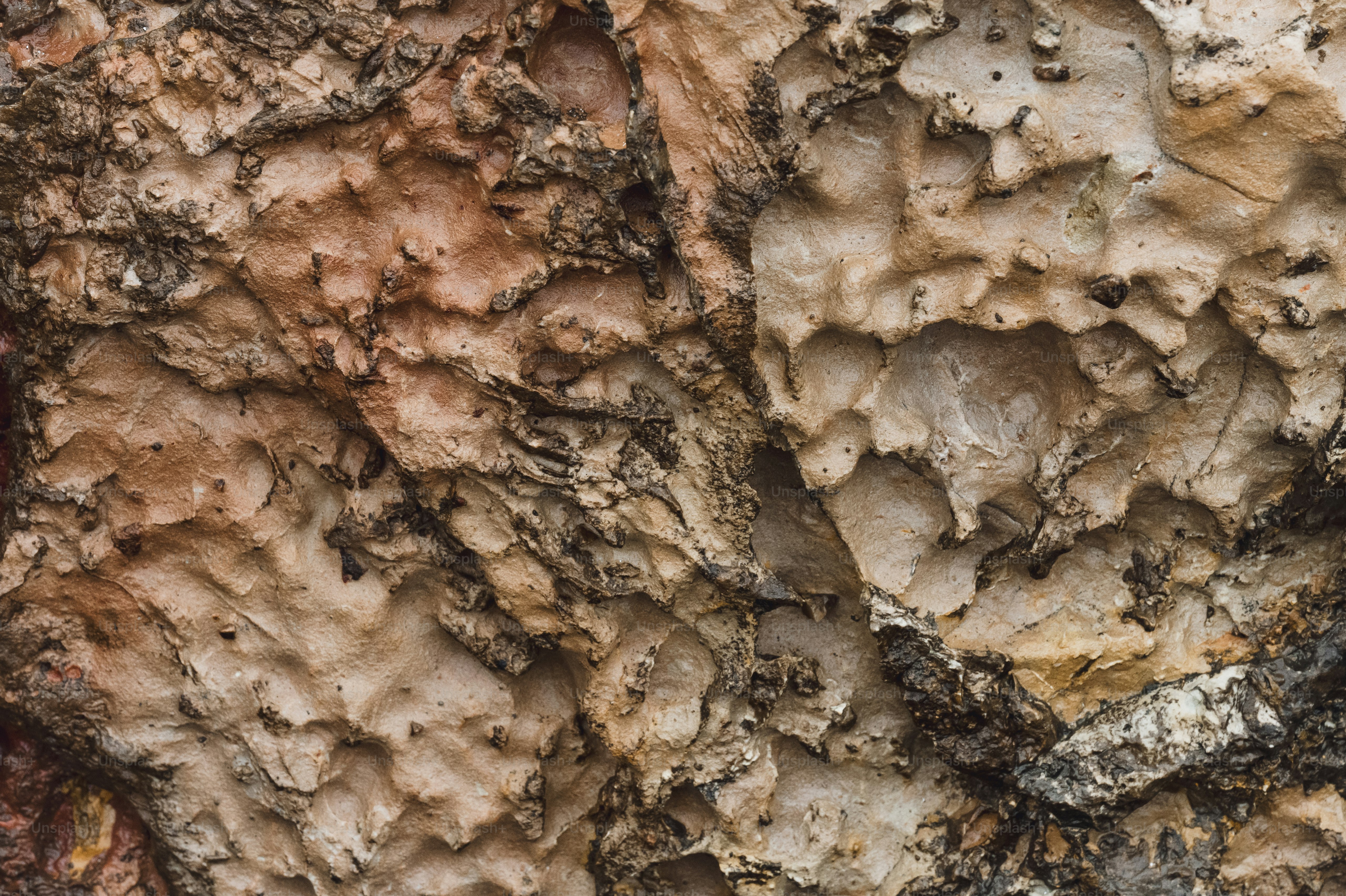 Rough, textured tree bark with shades of brown and tan.