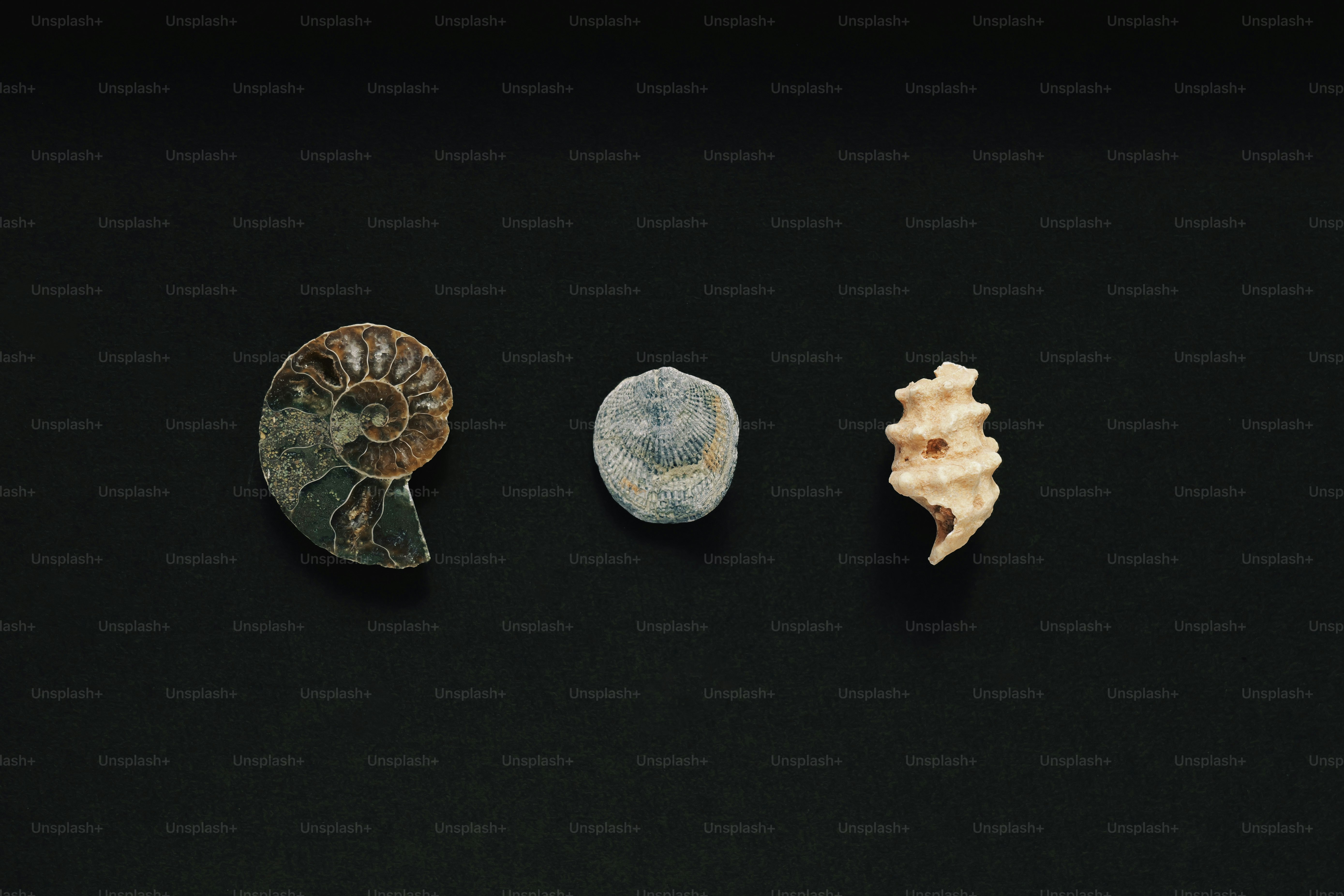 Three distinct fossils on a simple black background