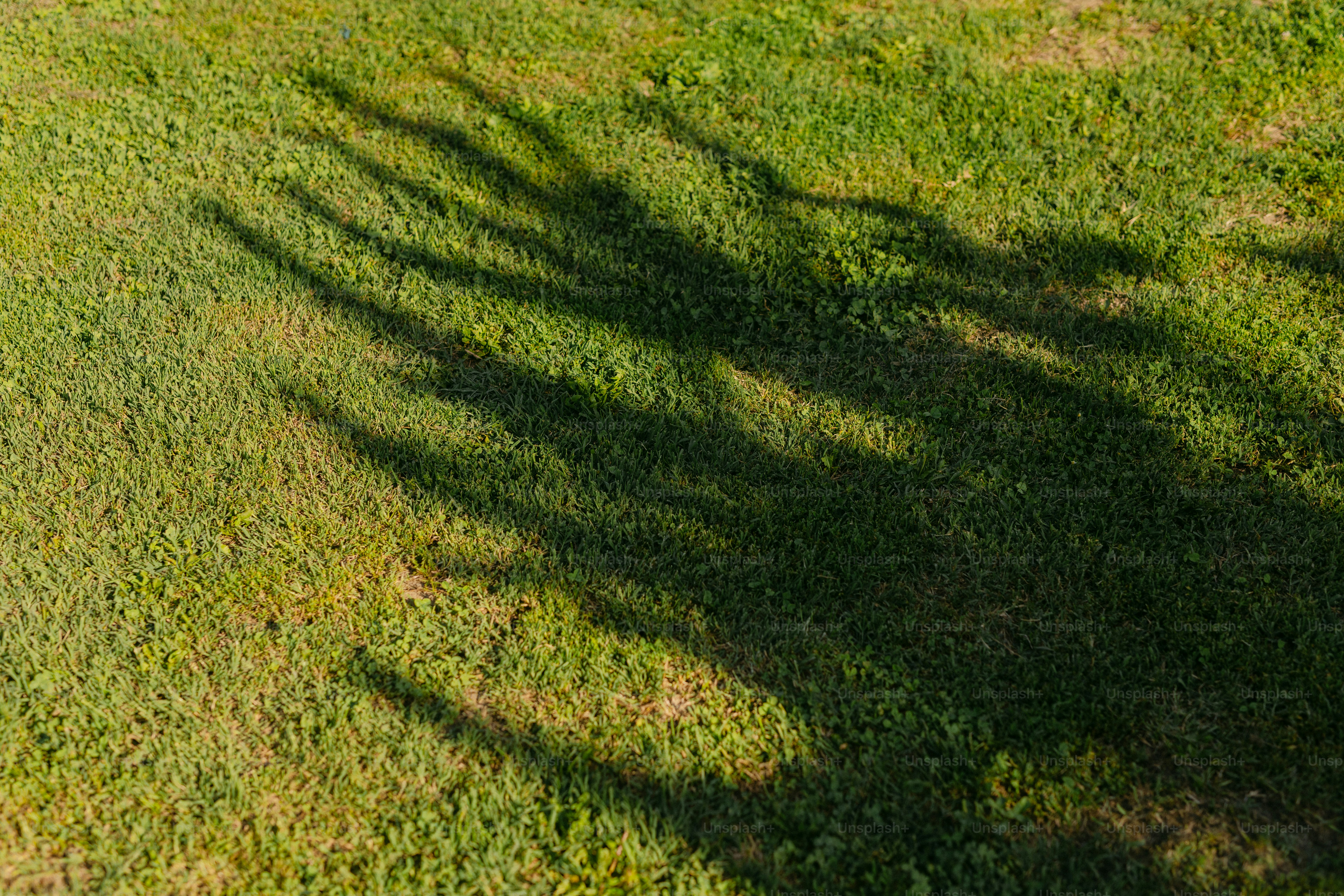 Long shadows stretching across green grass