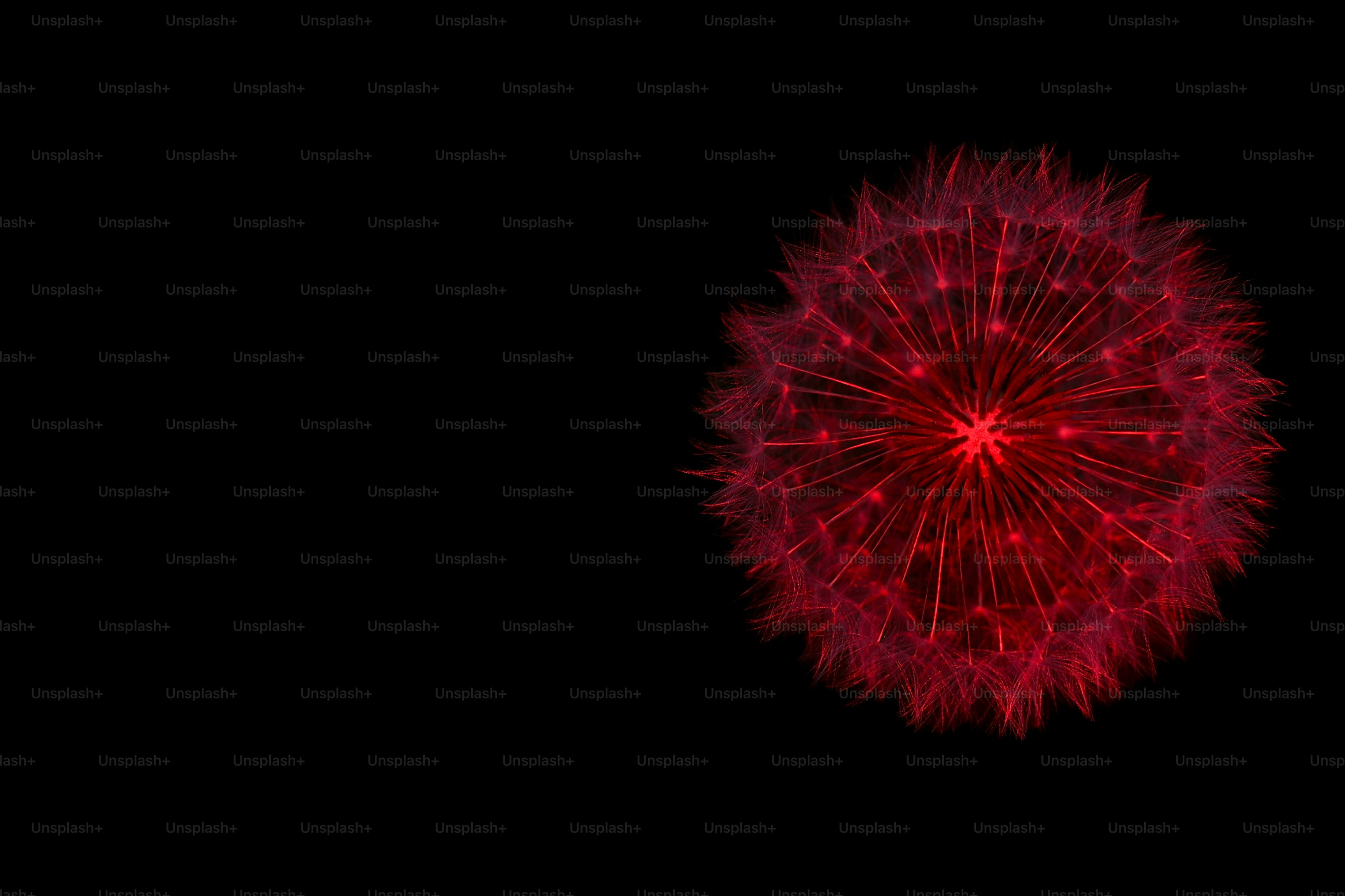 Red glowing dandelion seed head on black background