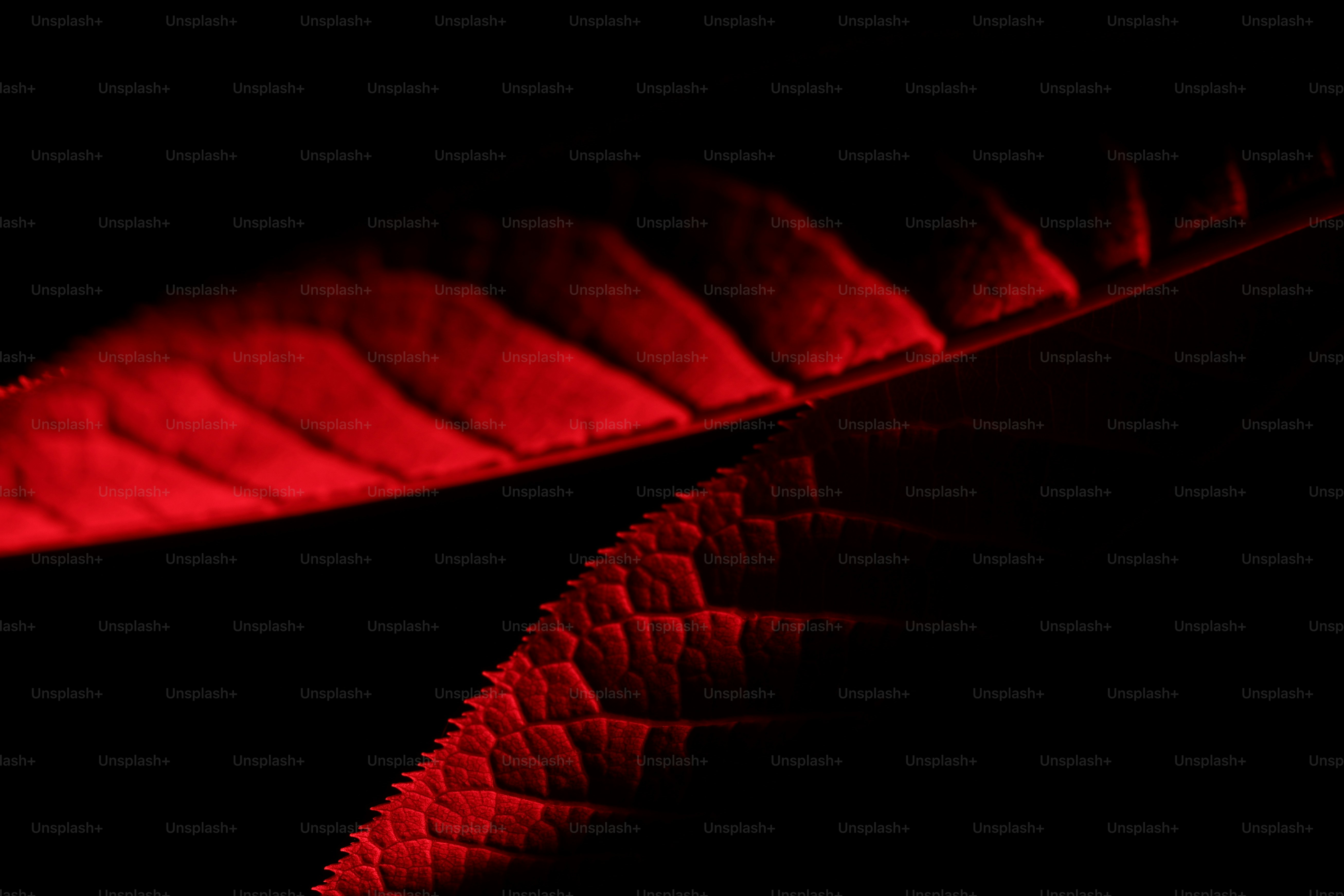 Two red leaves with prominent veins on black
