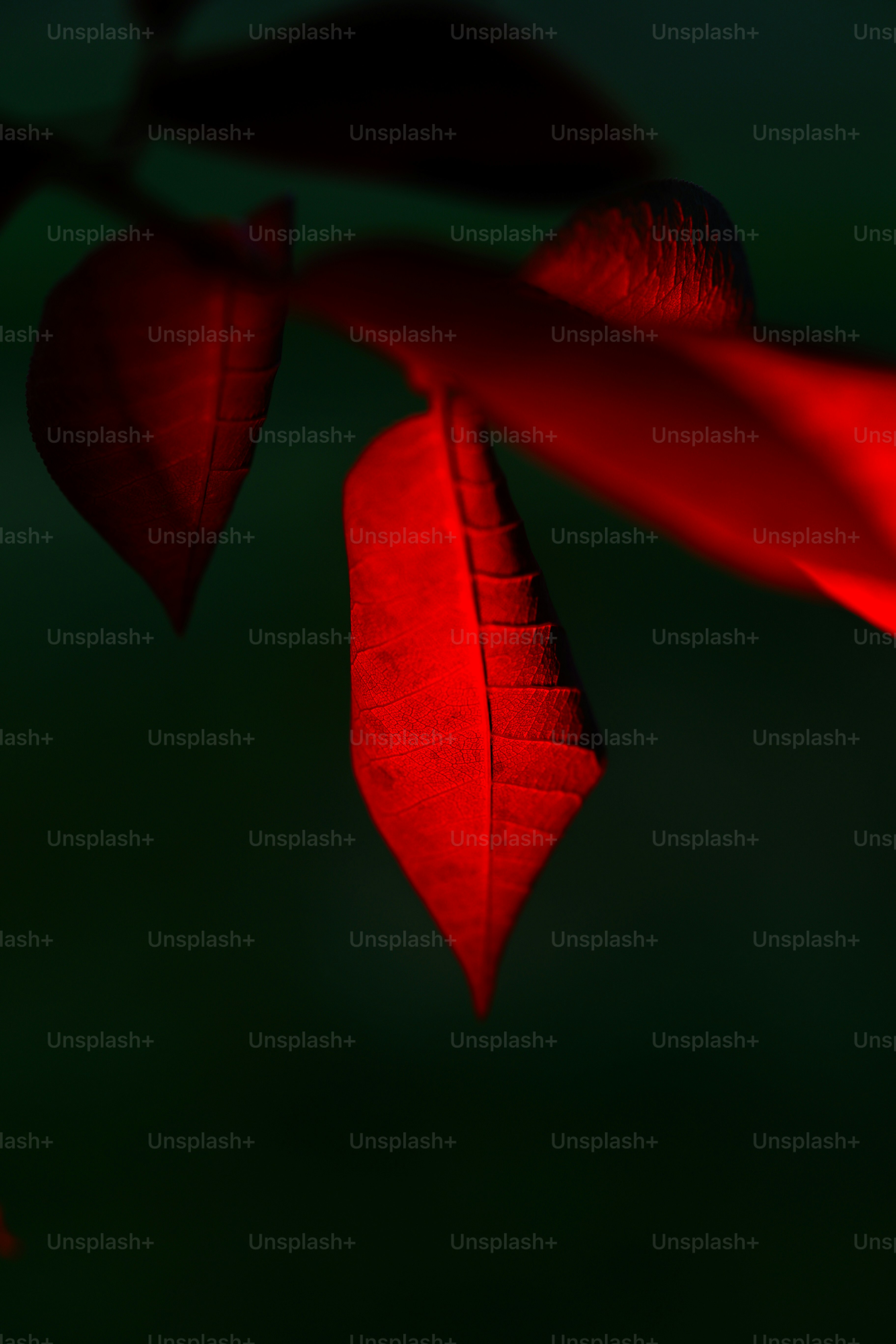 Vibrant red leaf illuminated against a dark background