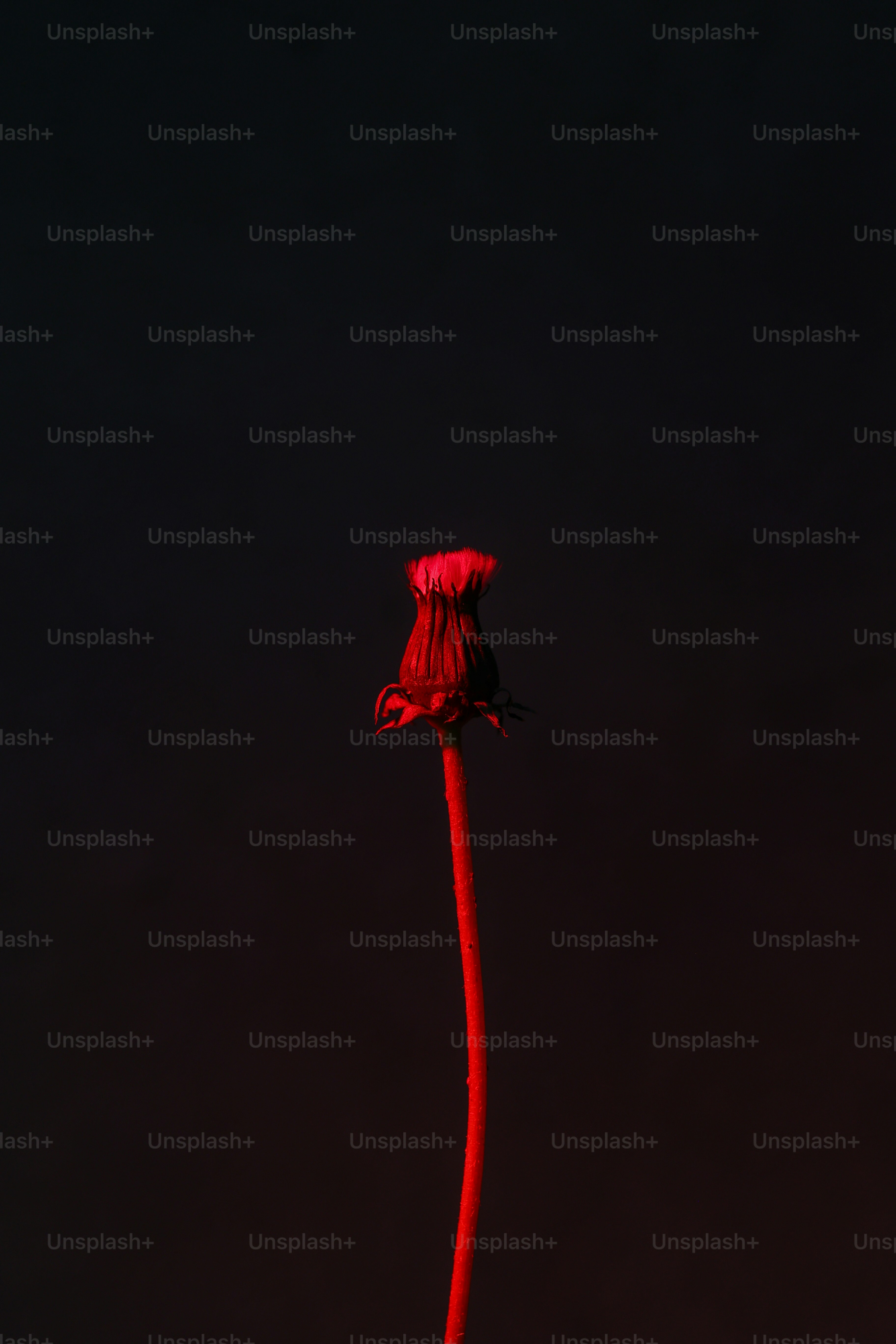 Red-lit dried dandelion against a dark background
