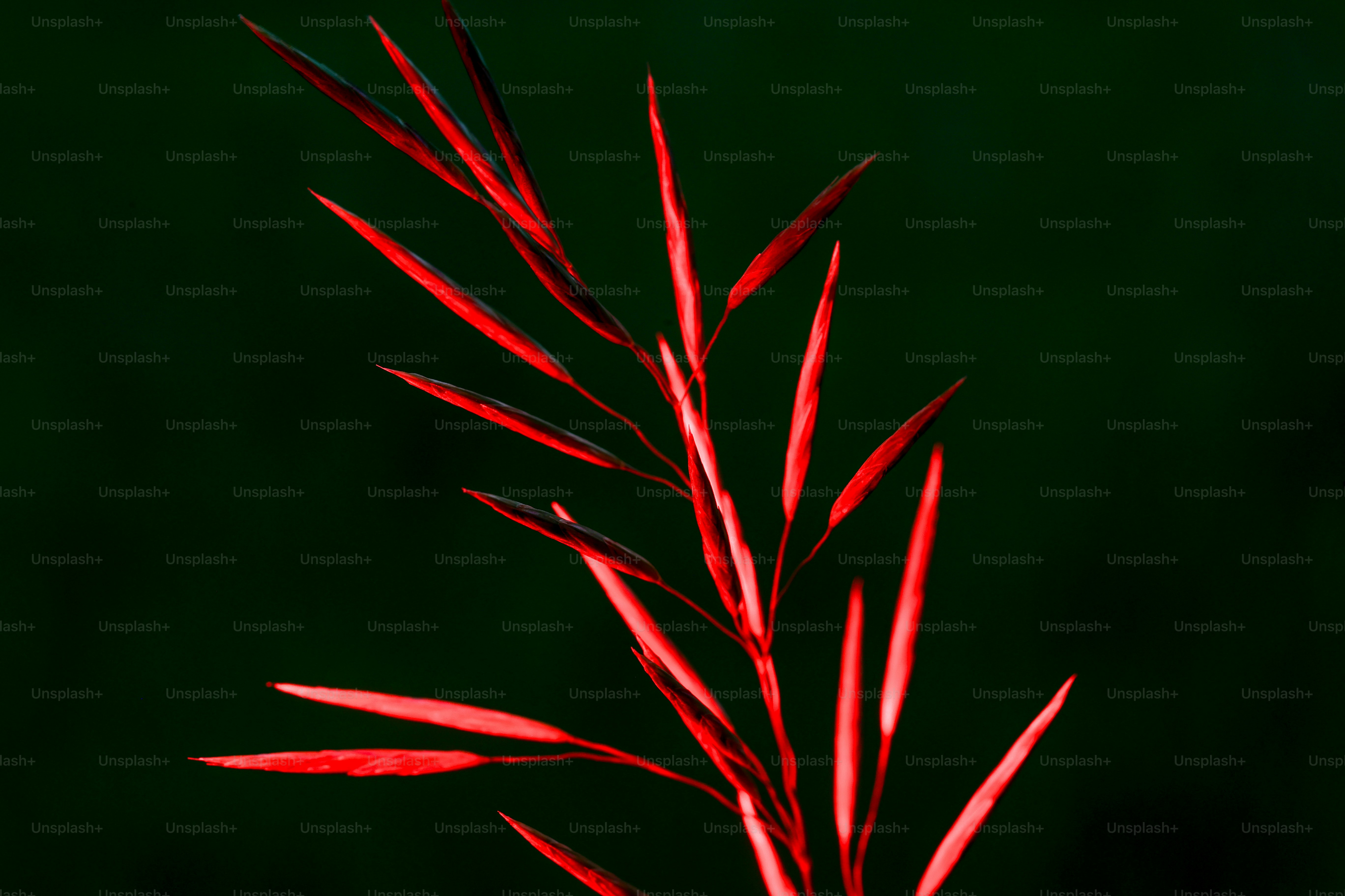 Vibrant red plant stalk against dark green