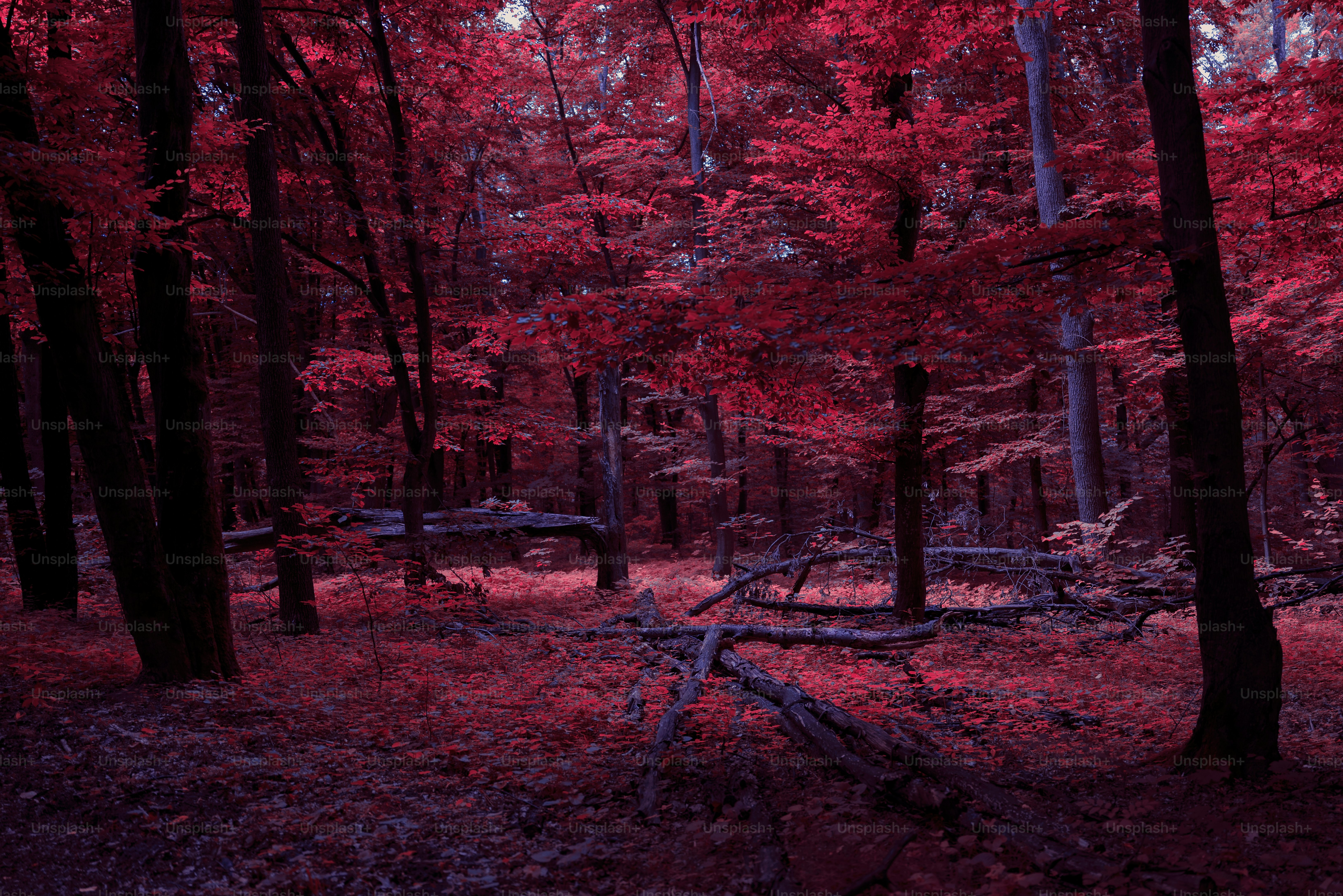 Vivid red forest with fallen branches