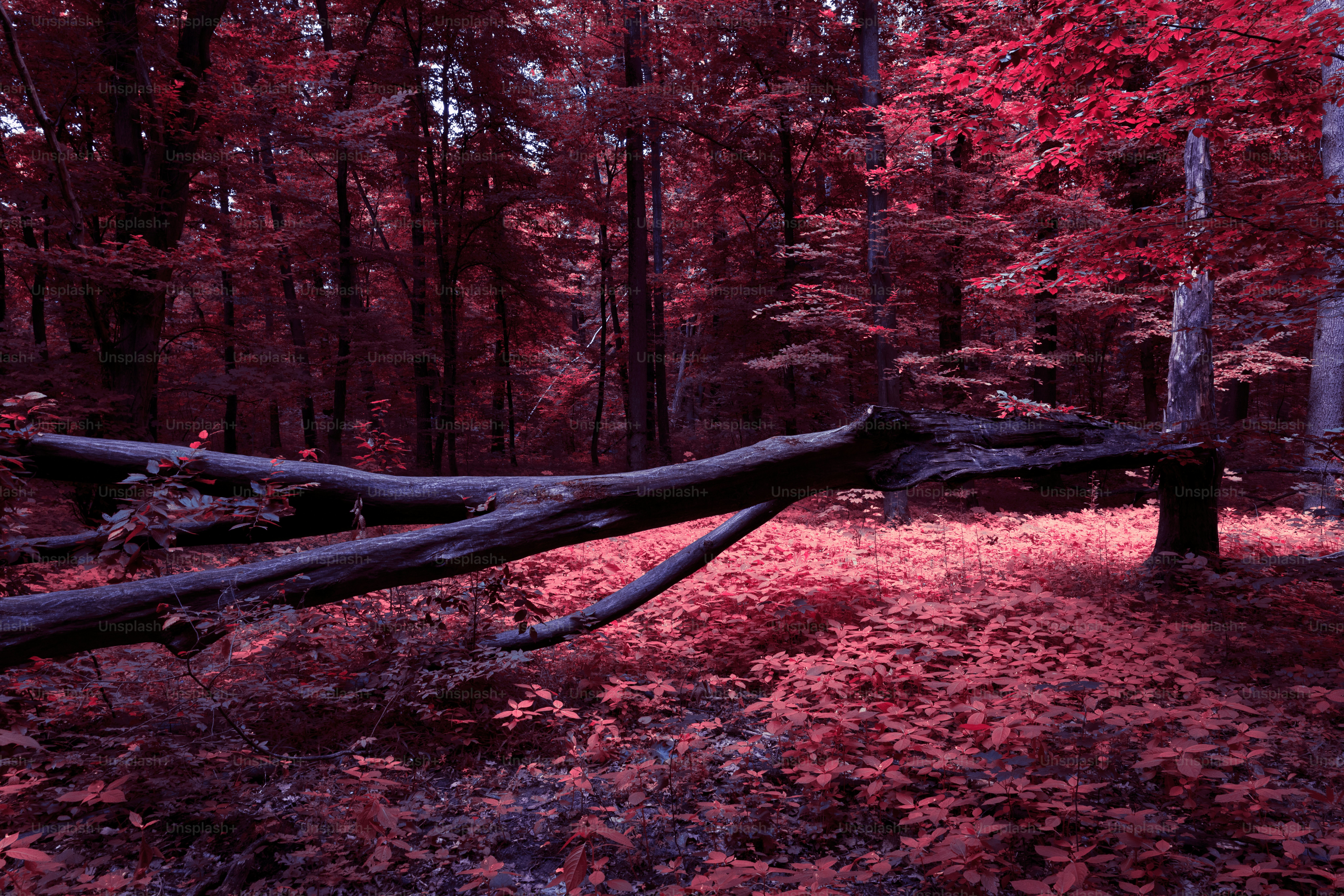 Vibrant pink forest with fallen tree trunk